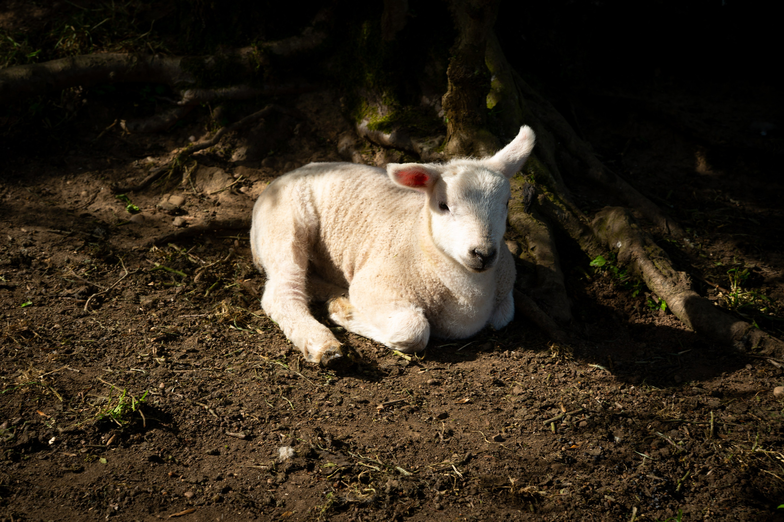 Farming. Ryan Hewitt Photographer