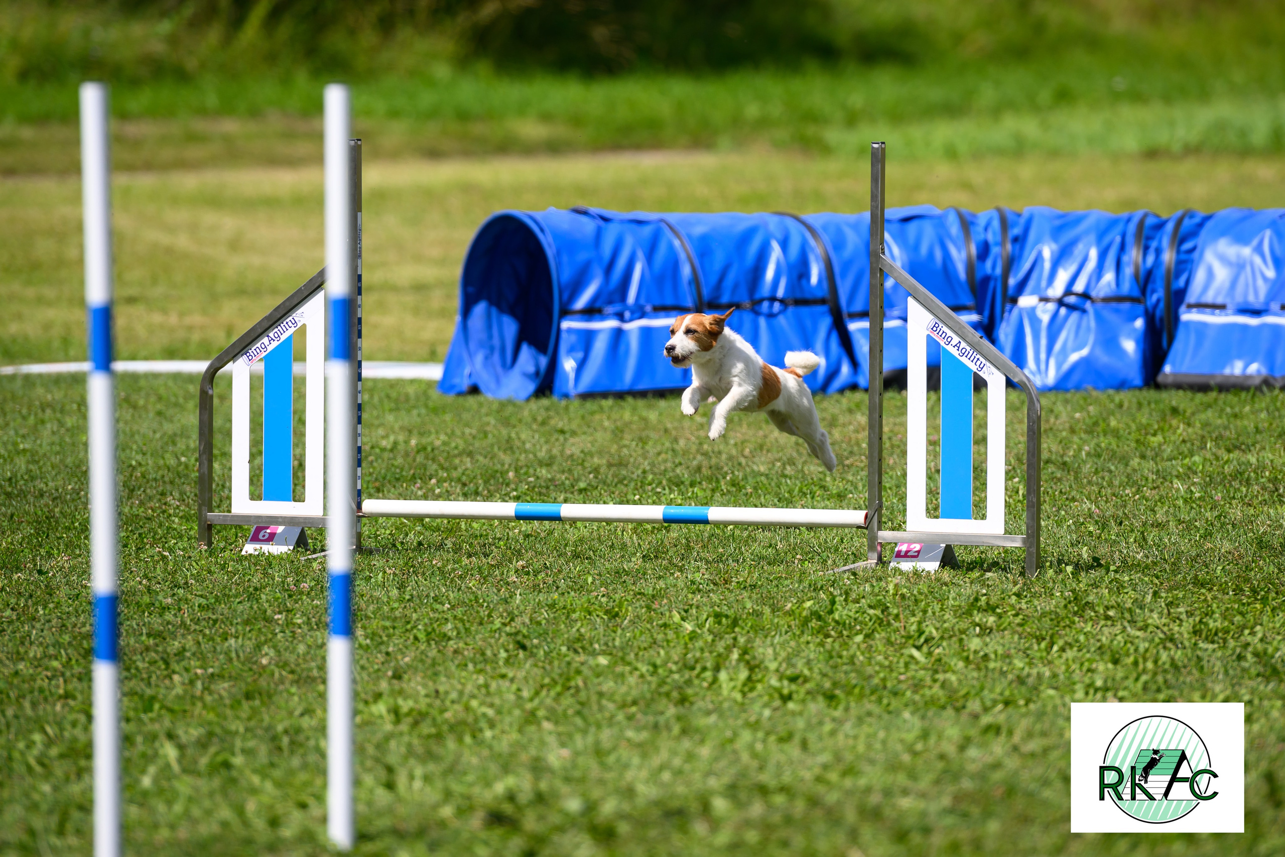 Suņu sacensības veiklībā. Ritvars Pujats Emotion Photographer
