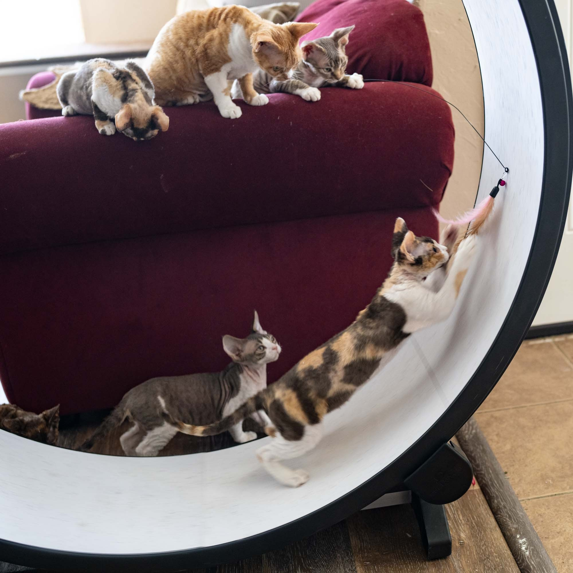 Dixie, girl, born on 06.06.24 SOLD. Devon Rex Pixie Cattery