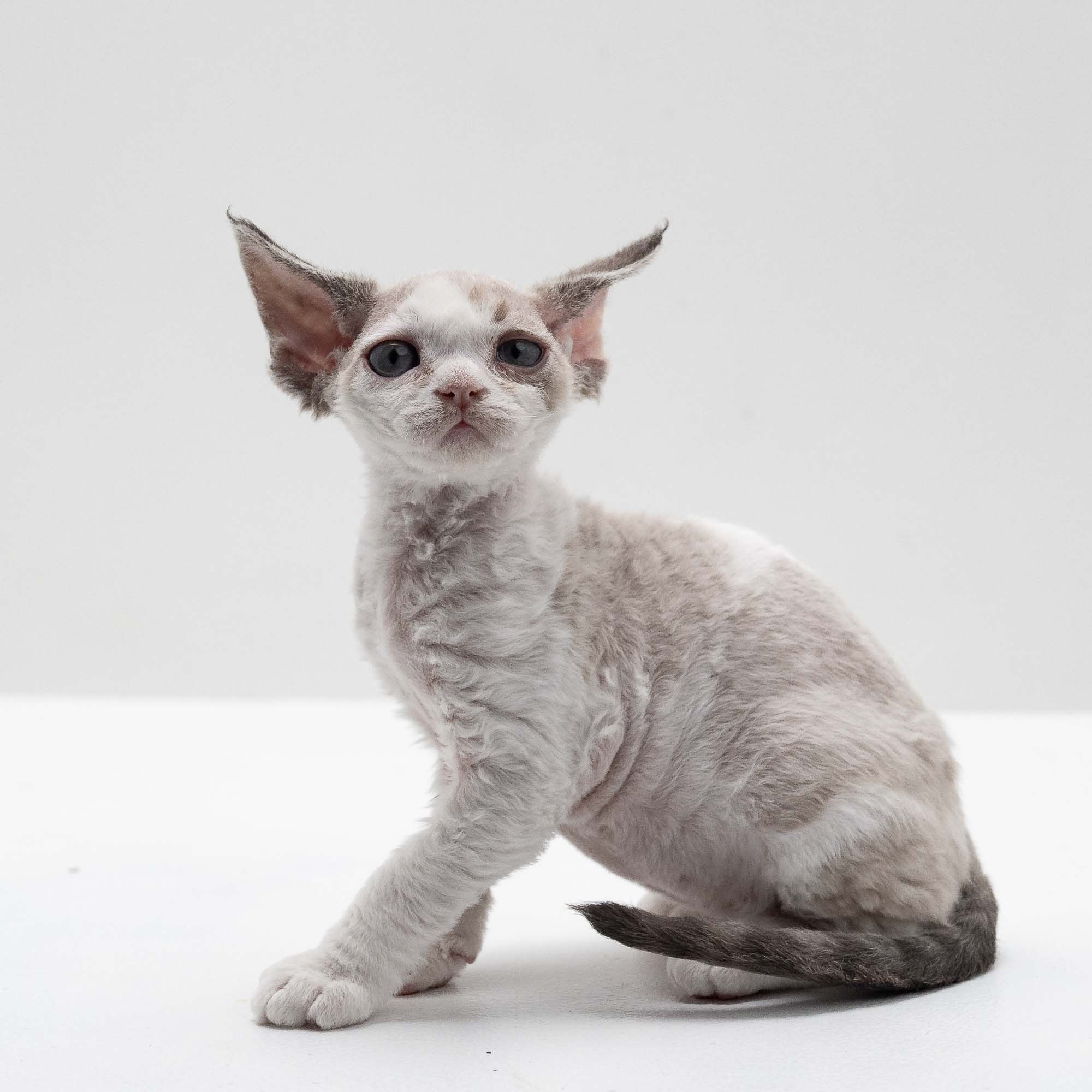 Frodo, boy, born on 01.01.25. Devon Rex Pixie Cattery