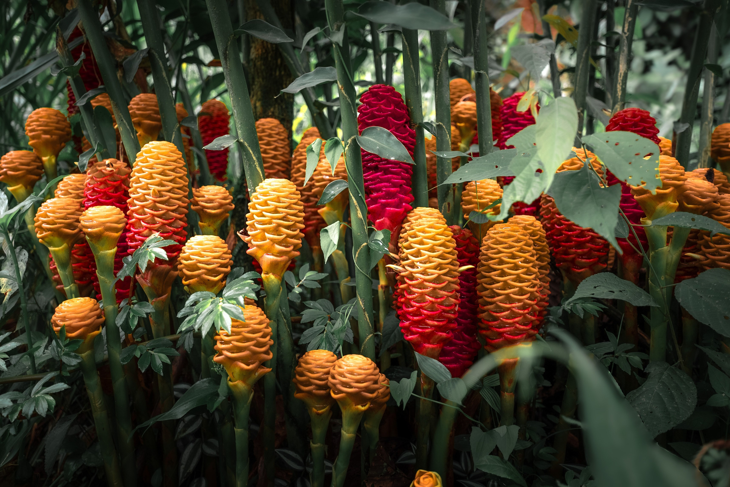 Ecuador. Beena Films