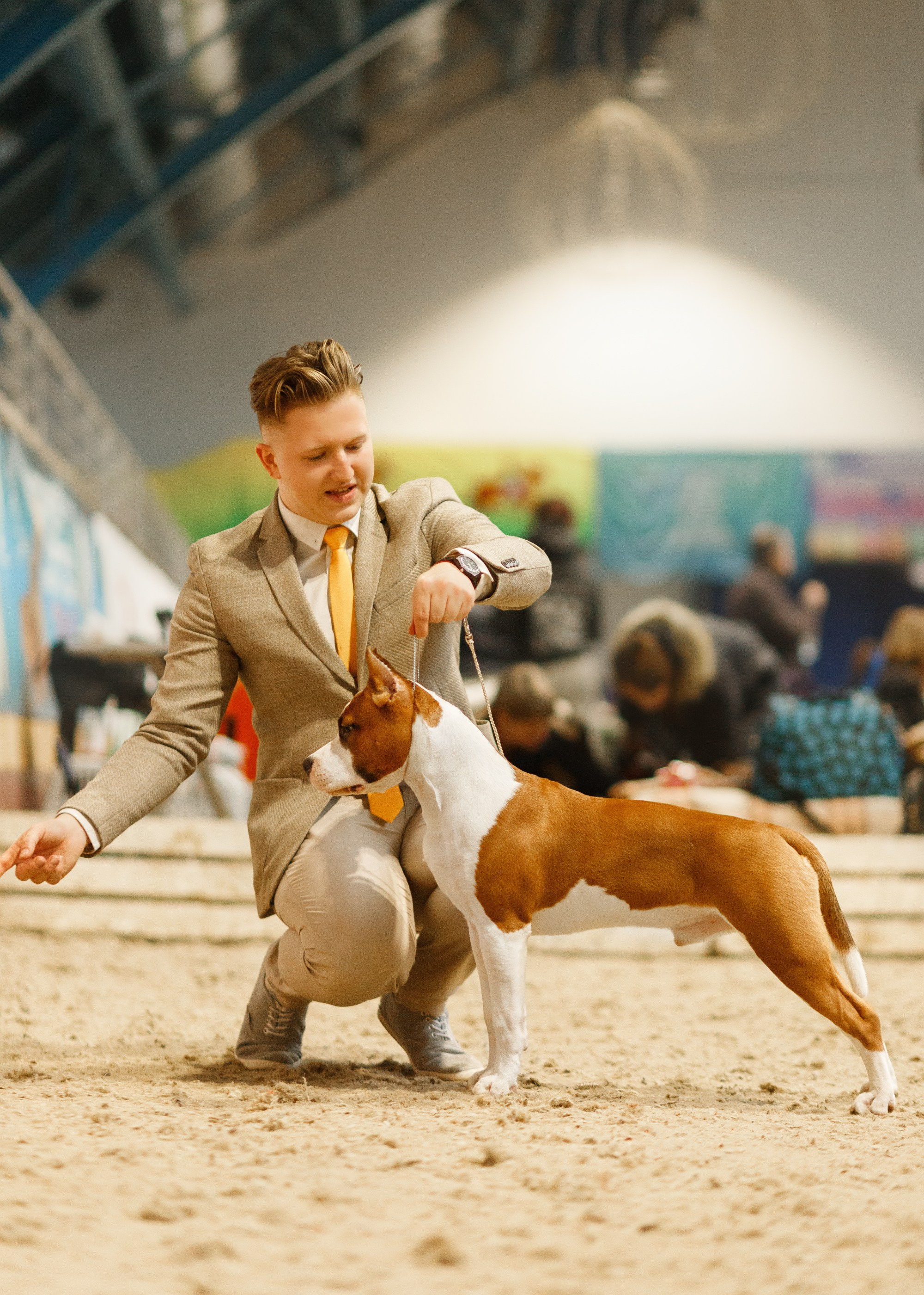 Dog shows | the best ones. Kaja | fotograf psów we Wrocławiu