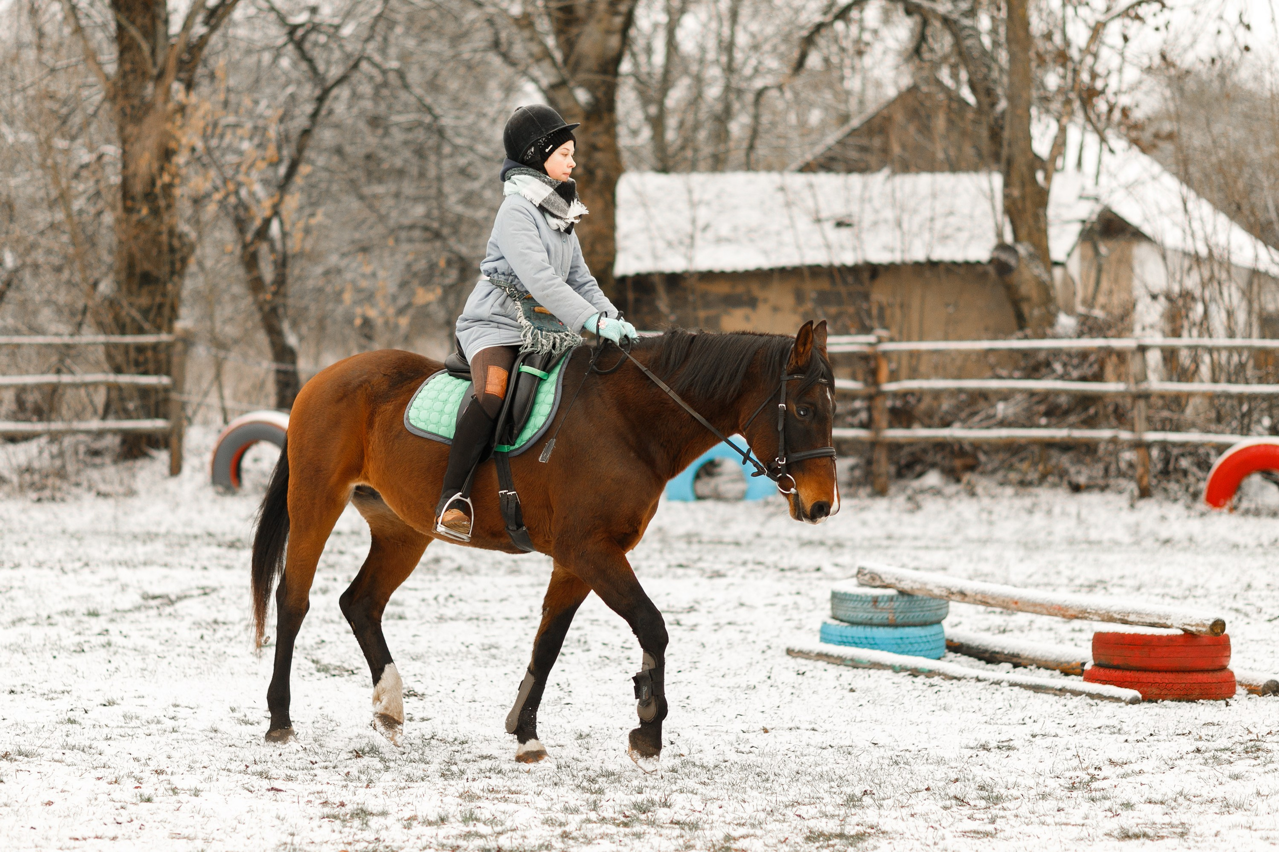 Winter stable. Kaja | fotograf psów we Wrocławiu