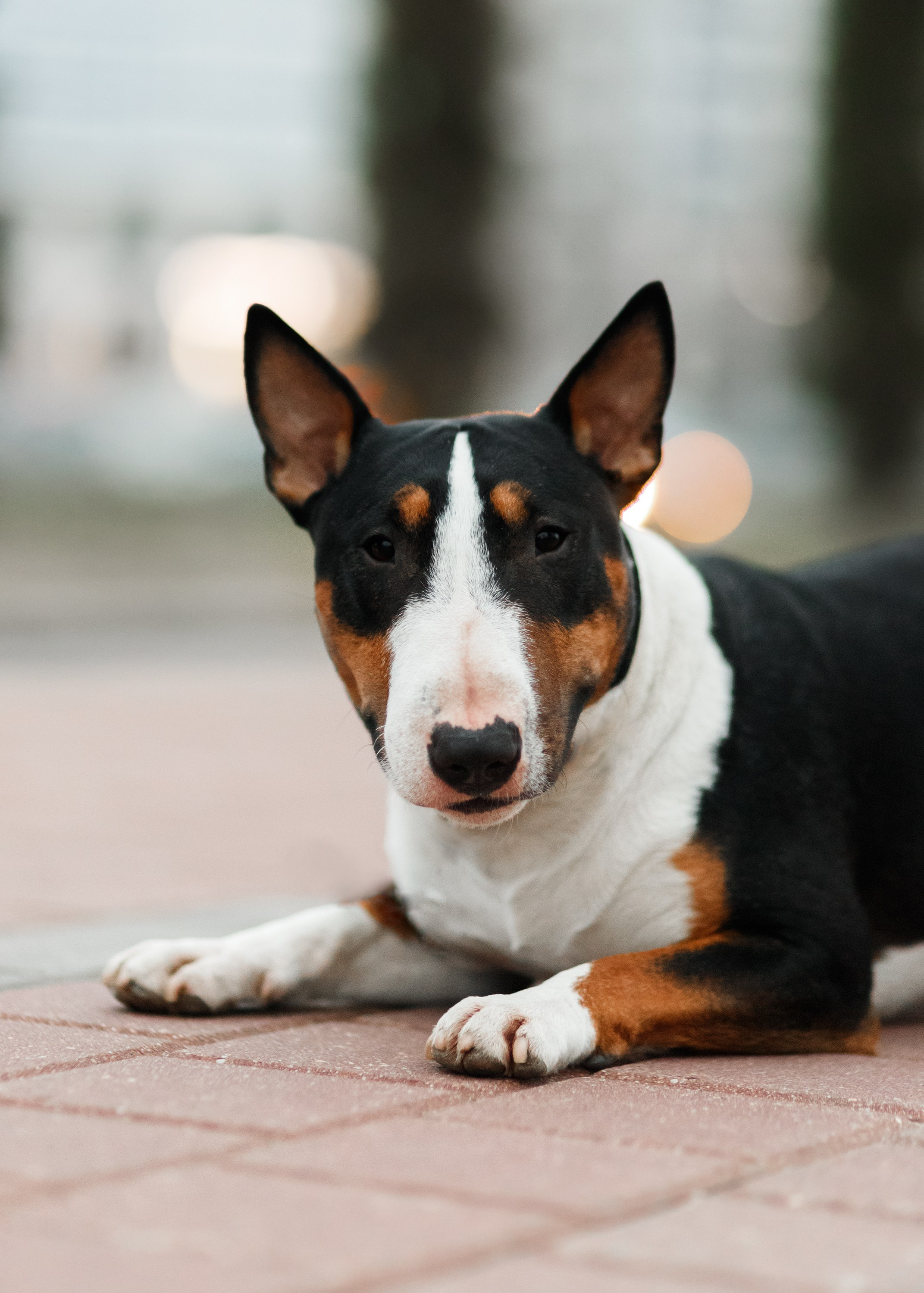 Autumn photo day for dog handler. Kaja | fotograf we Wrocławiu | ludzie i psy