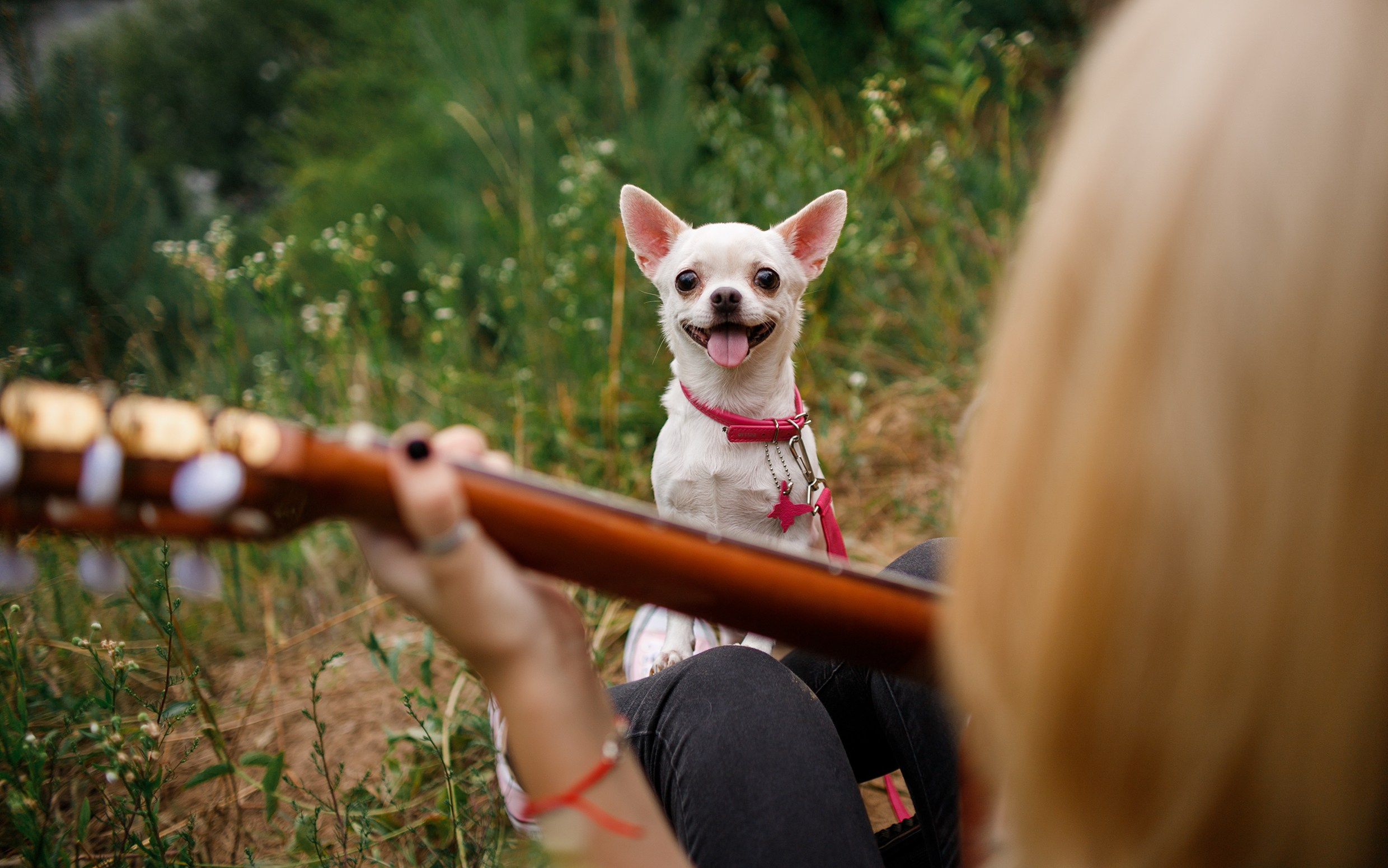 Polina & her chihuahua. Kaja | fotograf we Wrocławiu | ludzie i psy
