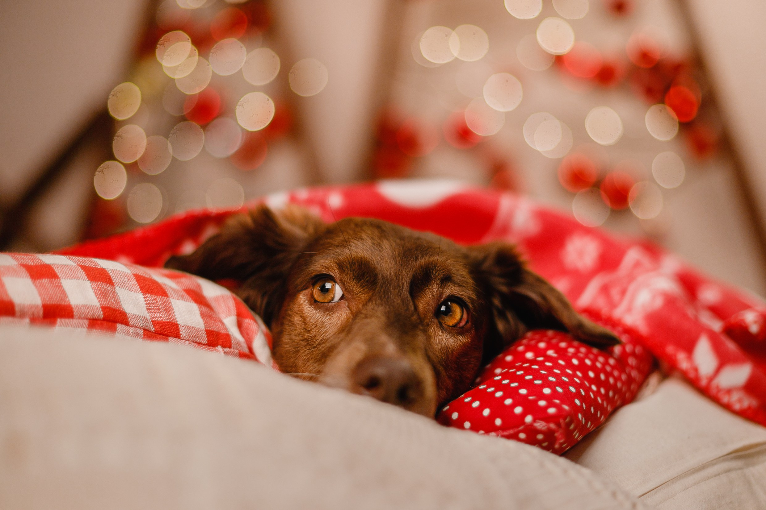 Lana, Edgar and Mucha | new year studio. Kaja | fotograf psów we Wrocławiu