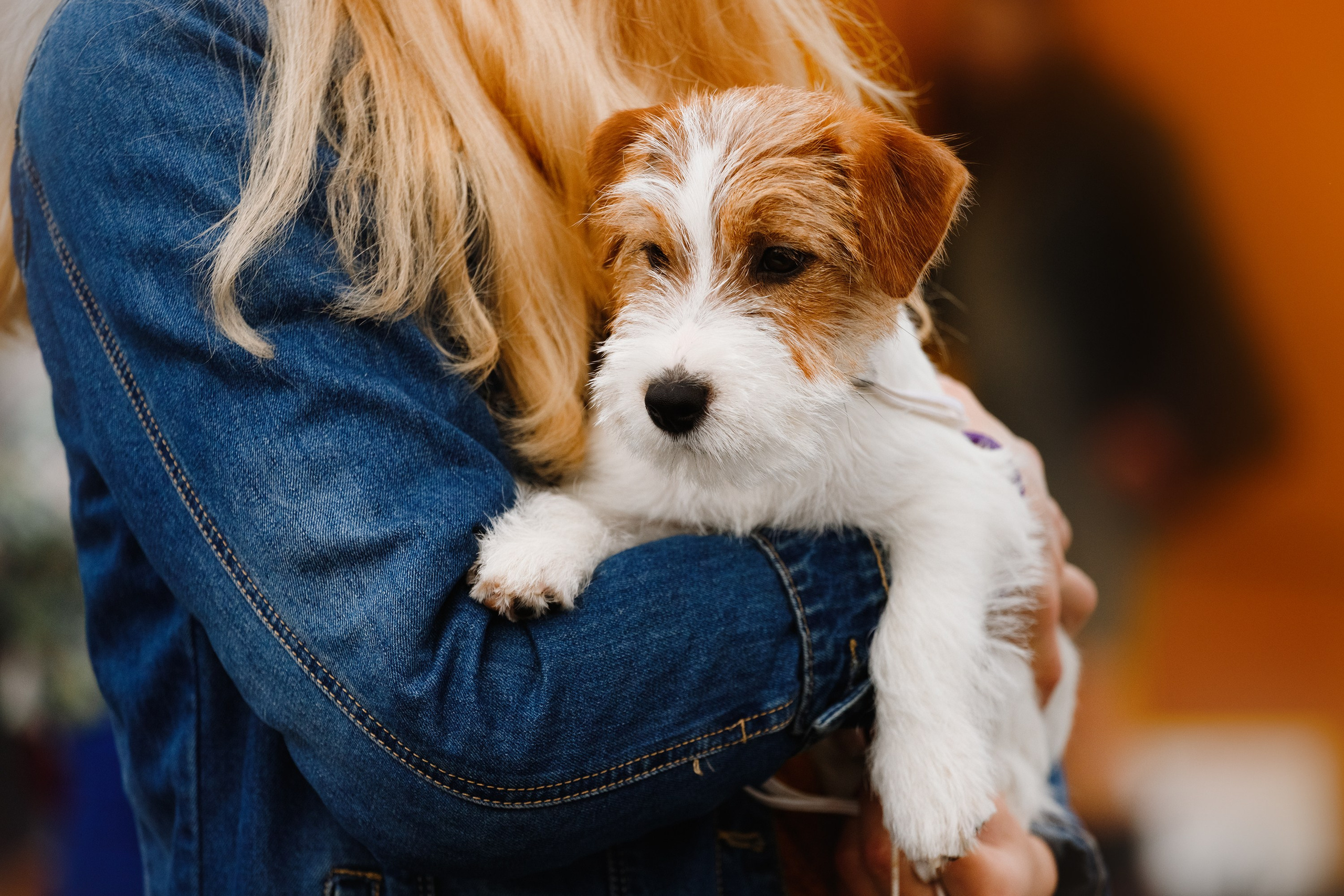 Rainy dog show in Grodno. Kaja | fotograf we Wrocławiu | ludzie i psy