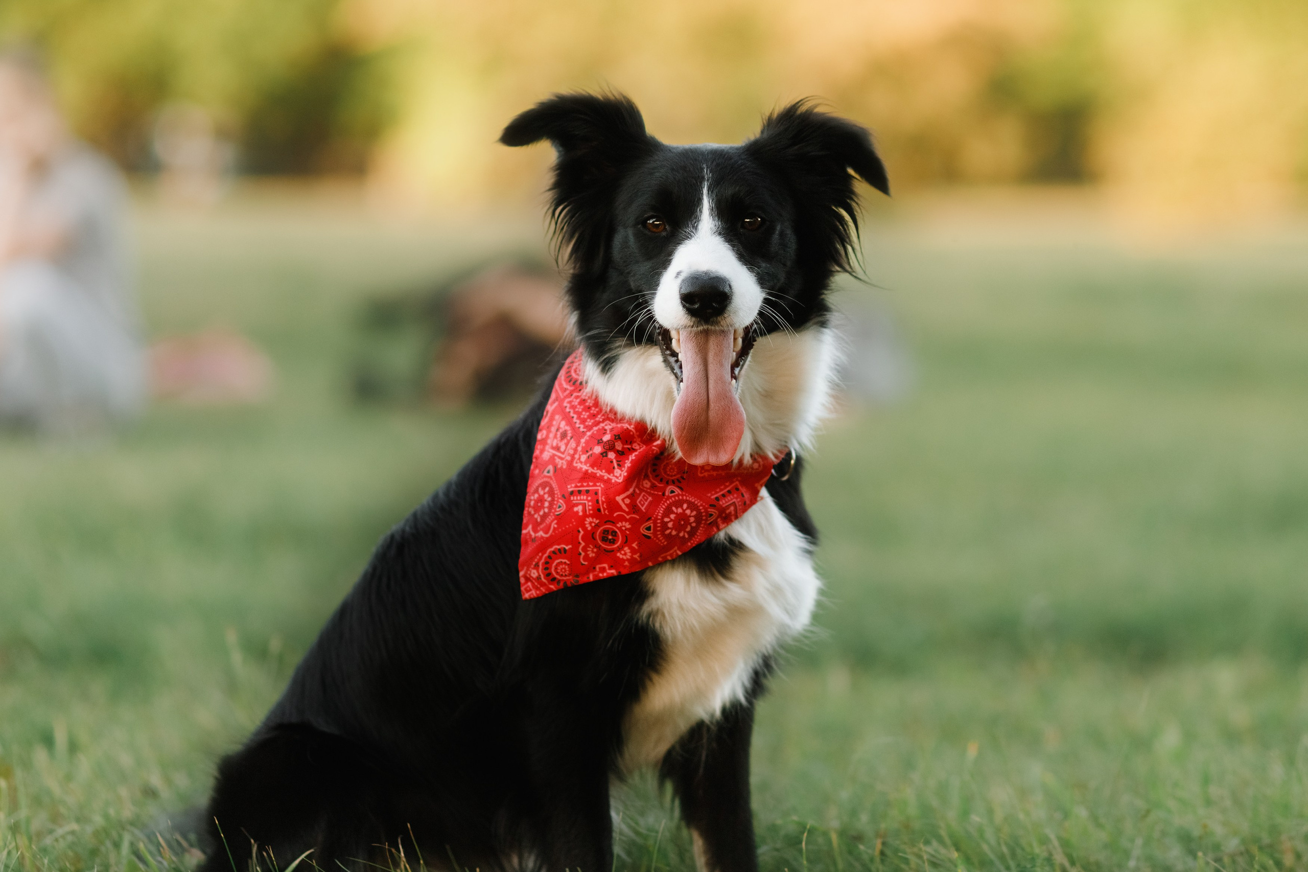 Frisbee workshop of Darya Lukina. Kaja | fotograf we Wrocławiu | ludzie i psy
