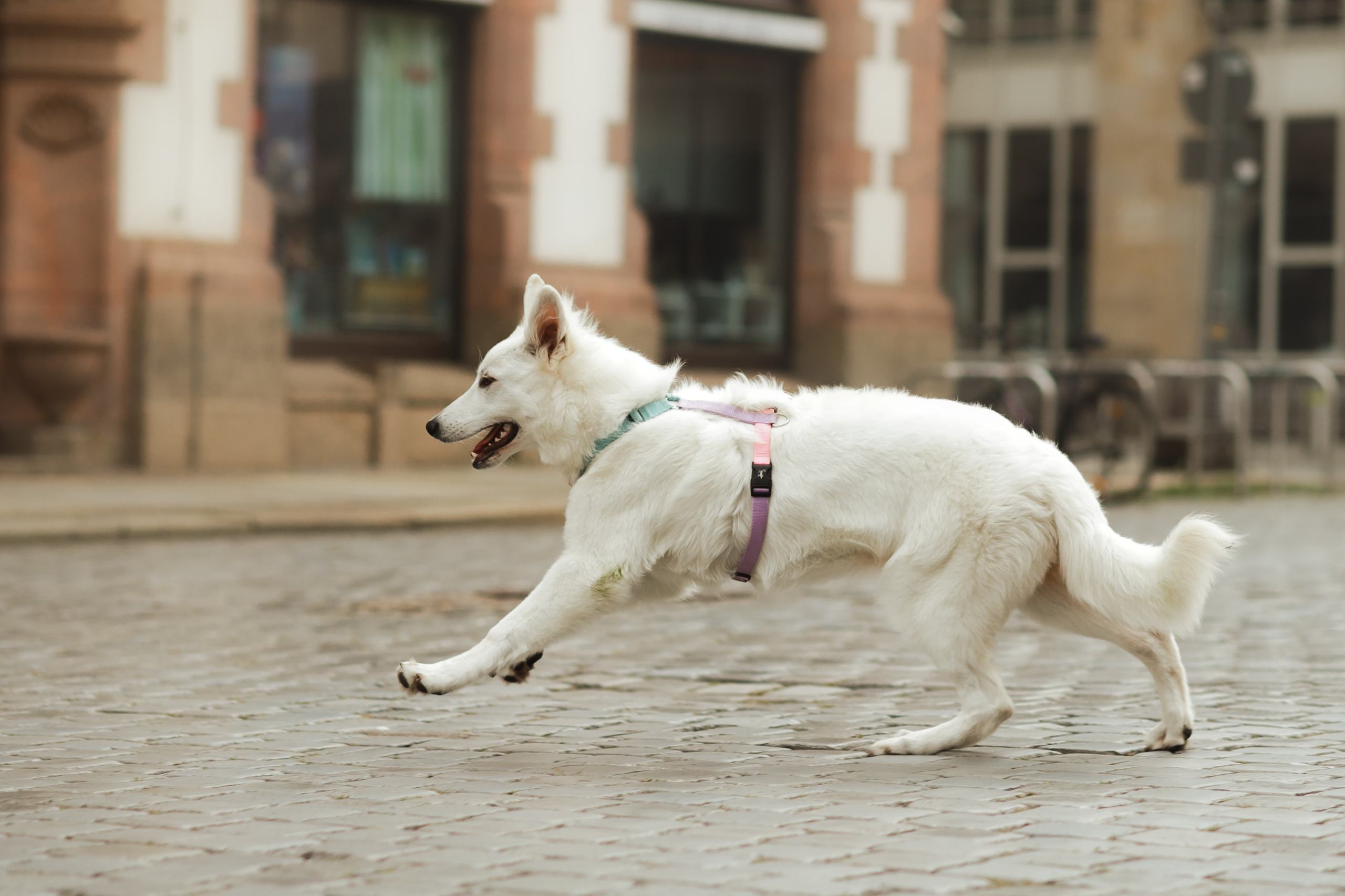 Astra in Leipzig. Kaja | fotograf we Wrocławiu | ludzie i psy