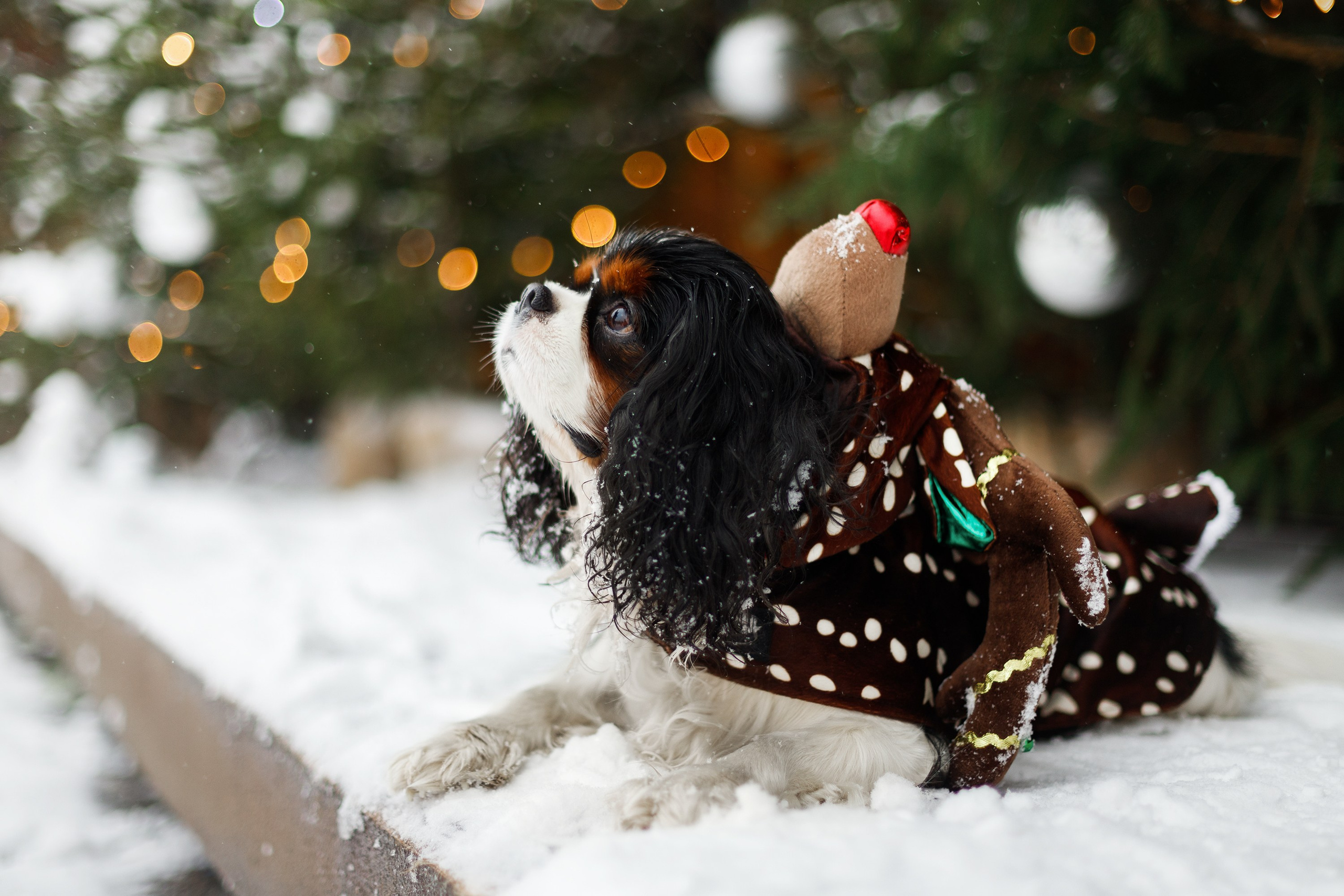 Uliana & winter spaniels. Kaja | fotograf psów we Wrocławiu