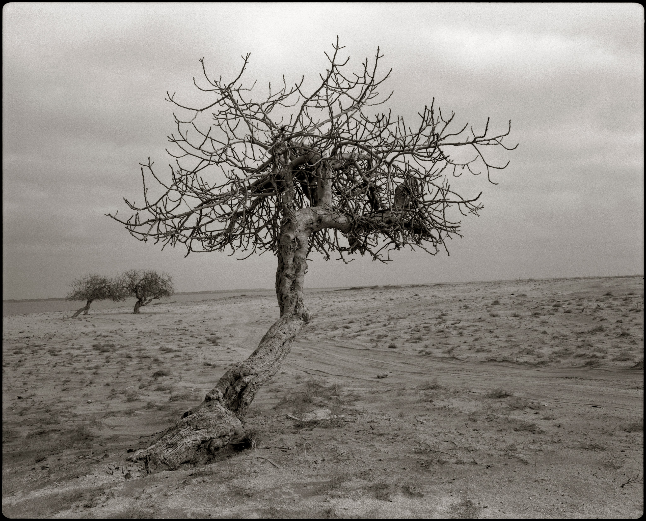 NATURE. Www.sananaleskerov.com