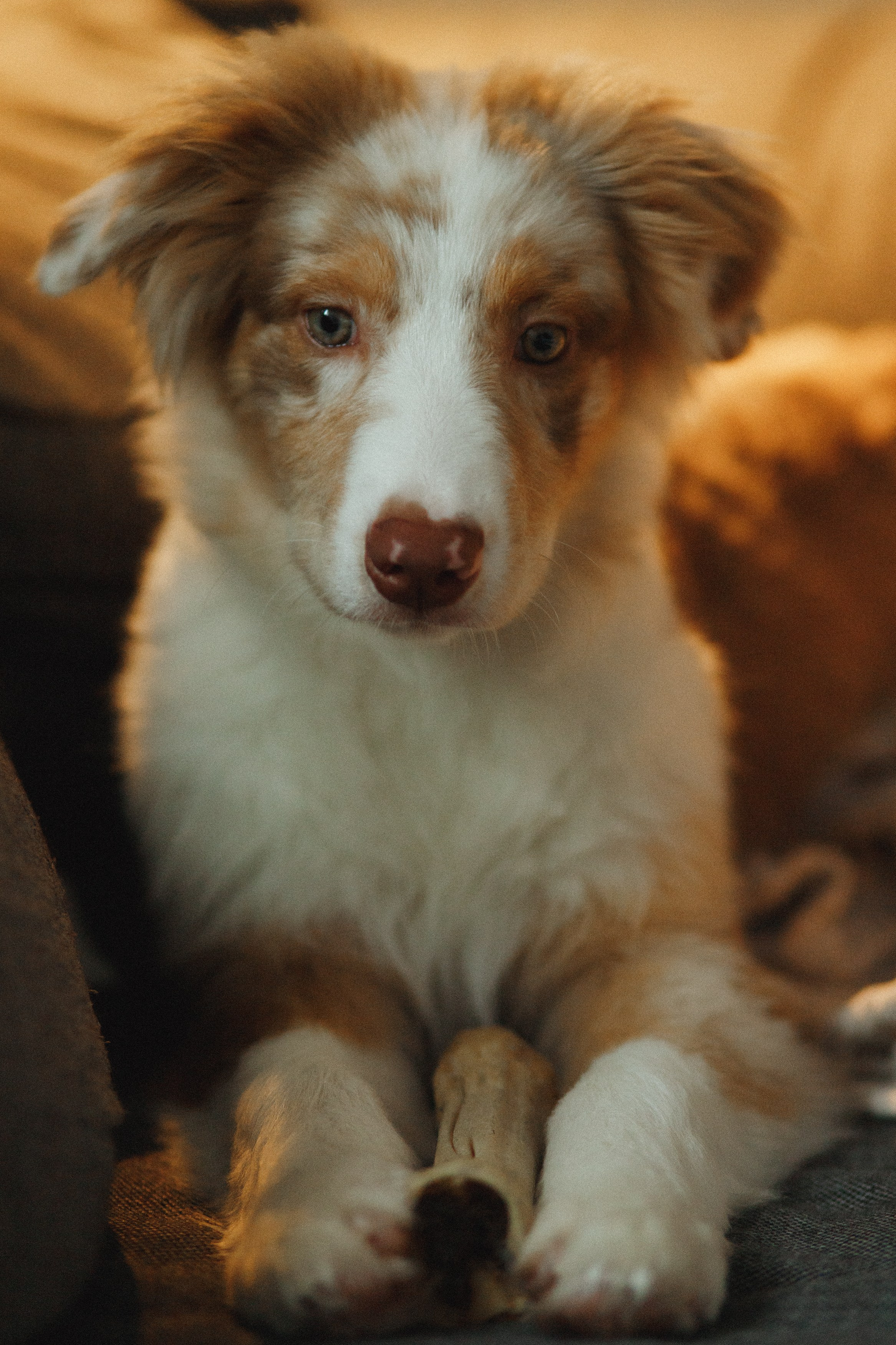 Fotografia psów Wrocław. Kaja | fotograf we Wrocławiu | ludzie i psy