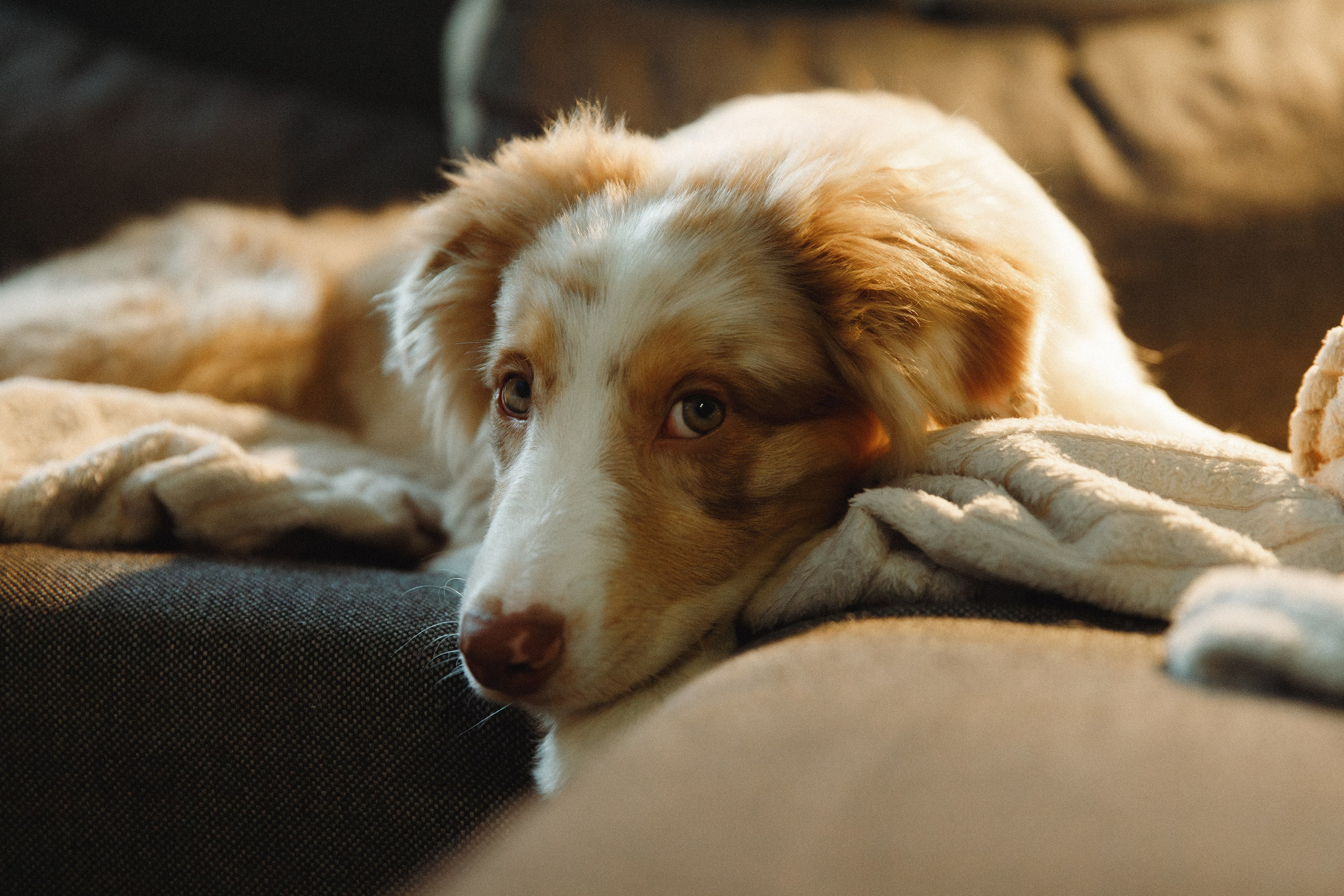 Fotografia psów Wrocław. Kaja | fotograf we Wrocławiu | ludzie i psy