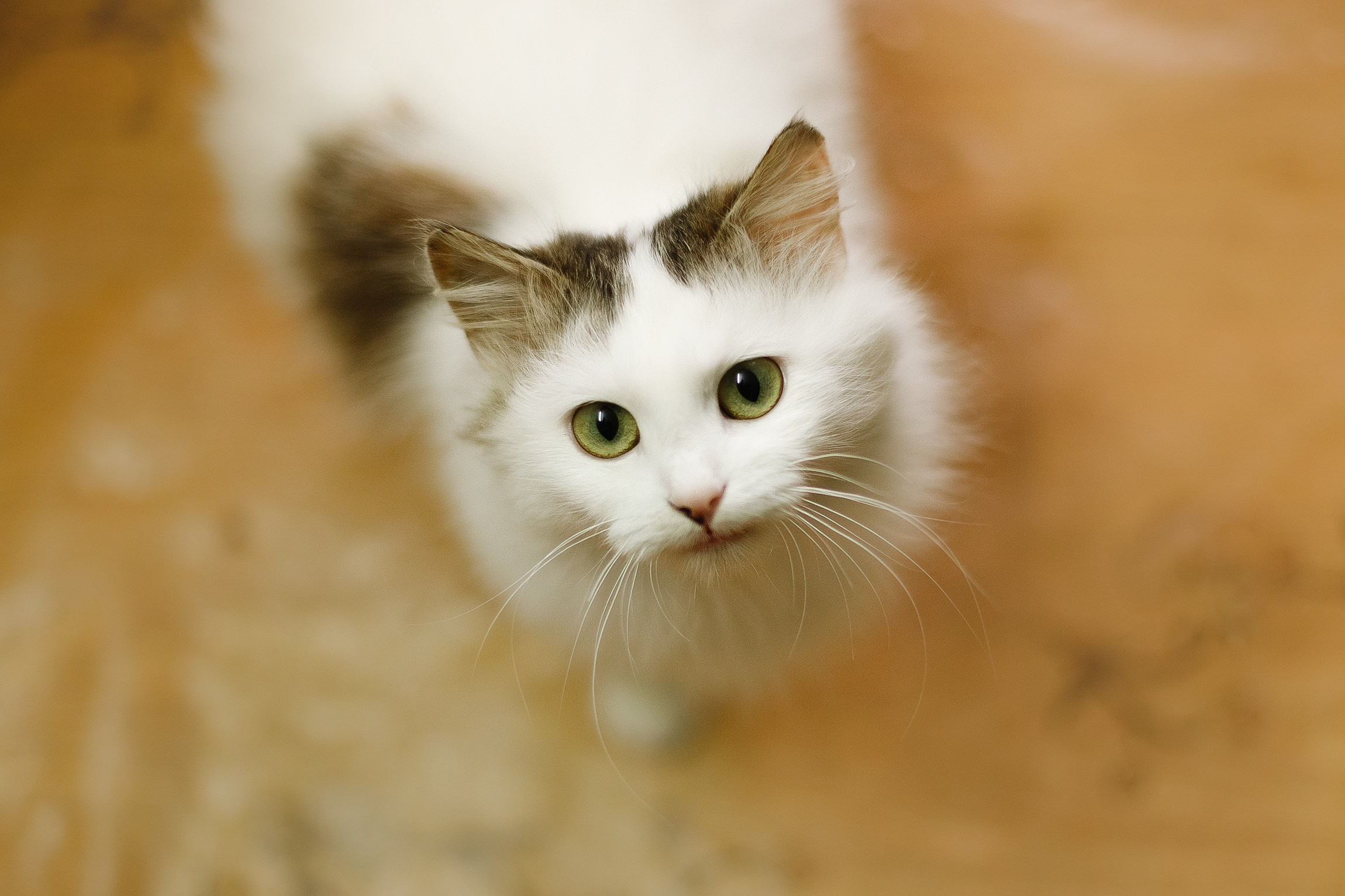 Shelter's cats for adoption. Kaja | fotograf we Wrocławiu | ludzie i psy