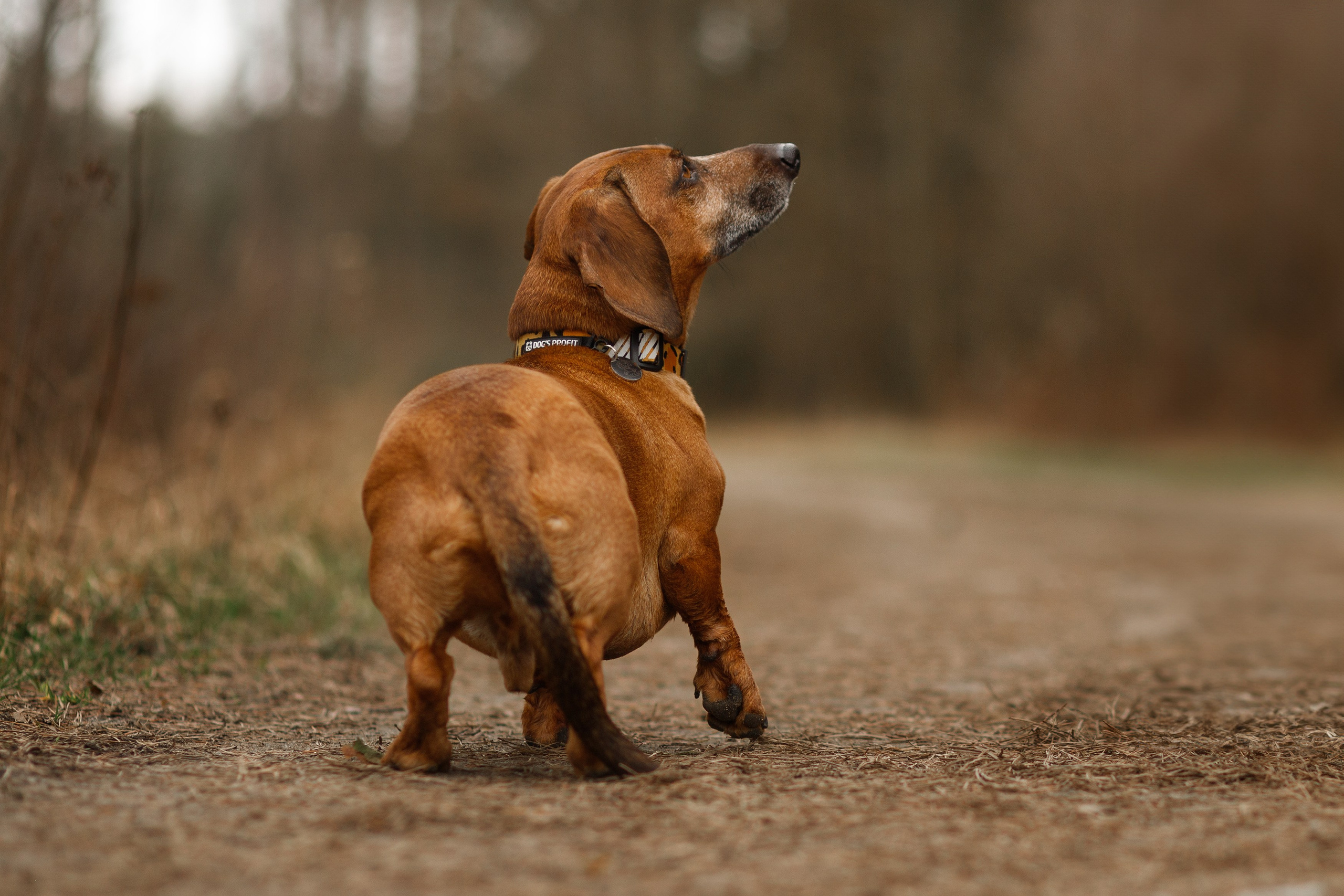 Ania, Franek & Vincent. Kaja | fotograf psów we Wrocławiu