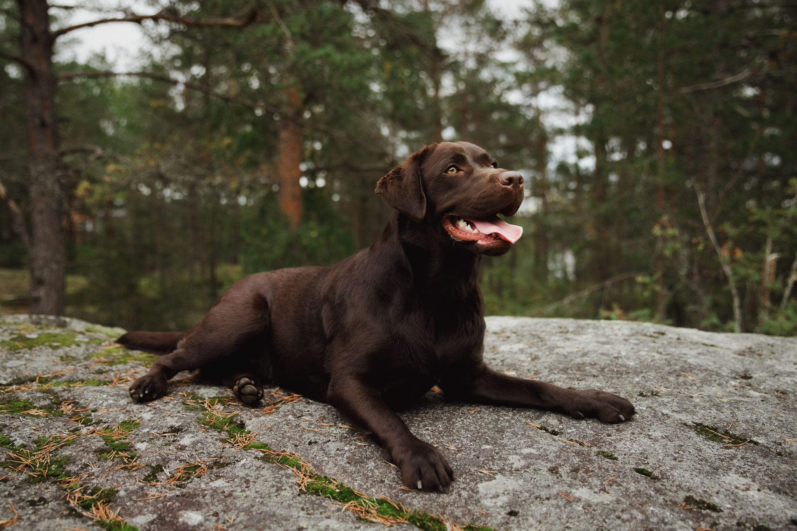 Finnish mossy hills. Kaja | fotograf psów we Wrocławiu