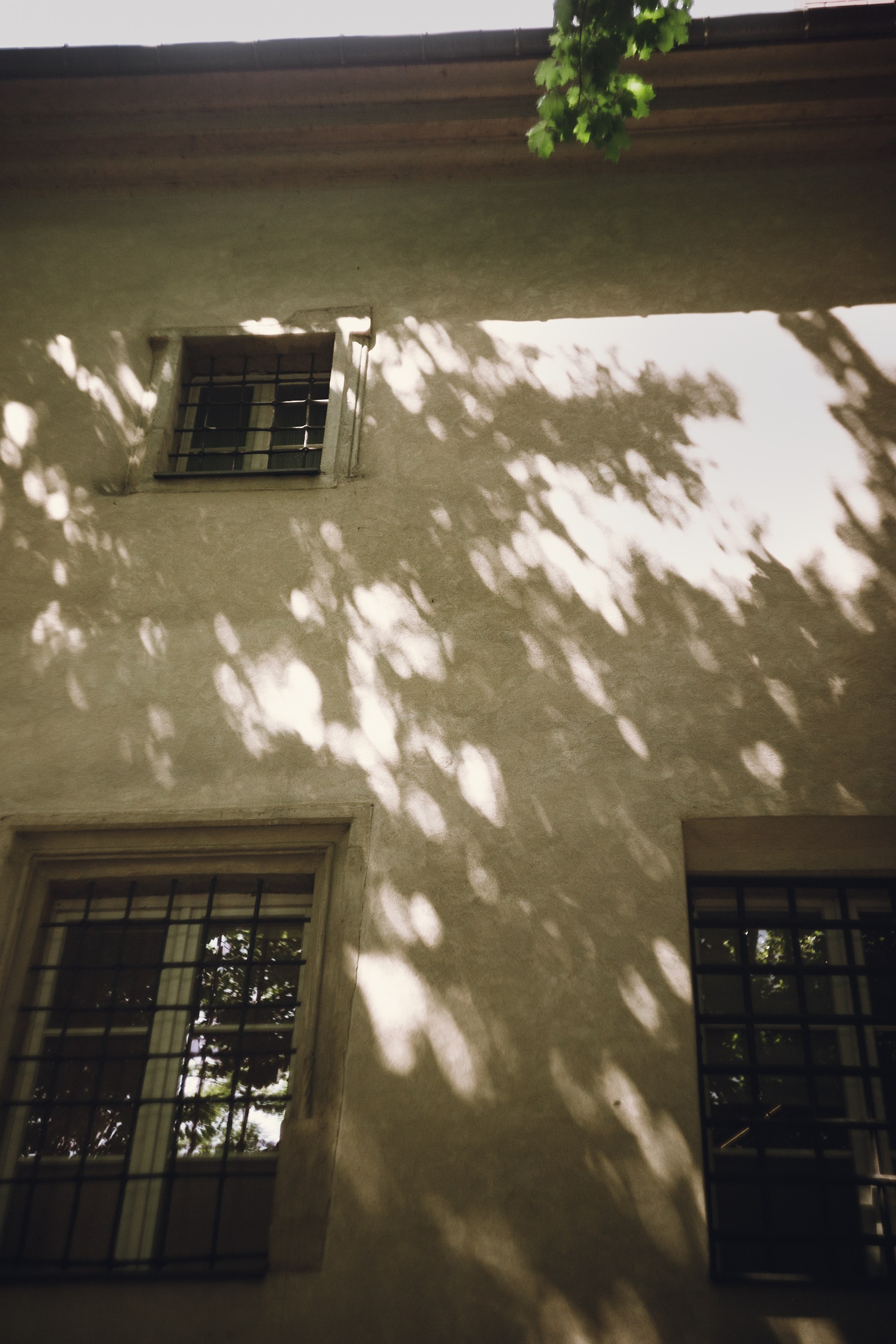 Krakow. Kaja | fotograf psów we Wrocławiu