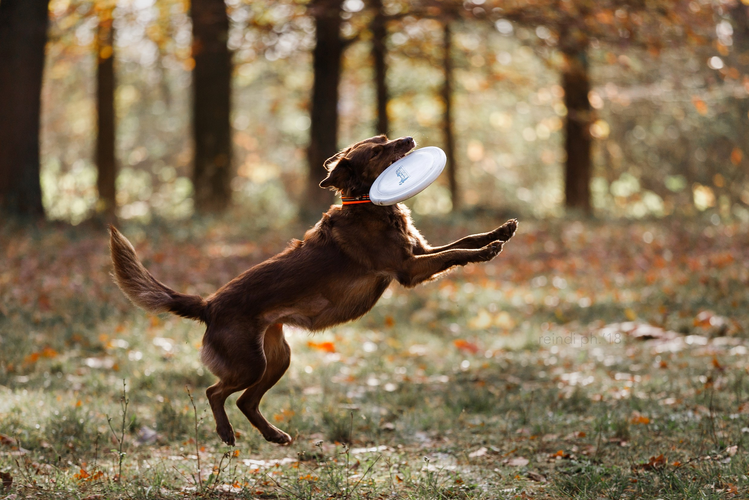 Frisbee and dog puller championship | autumn. Kaja | fotograf we Wrocławiu | ludzie i psy