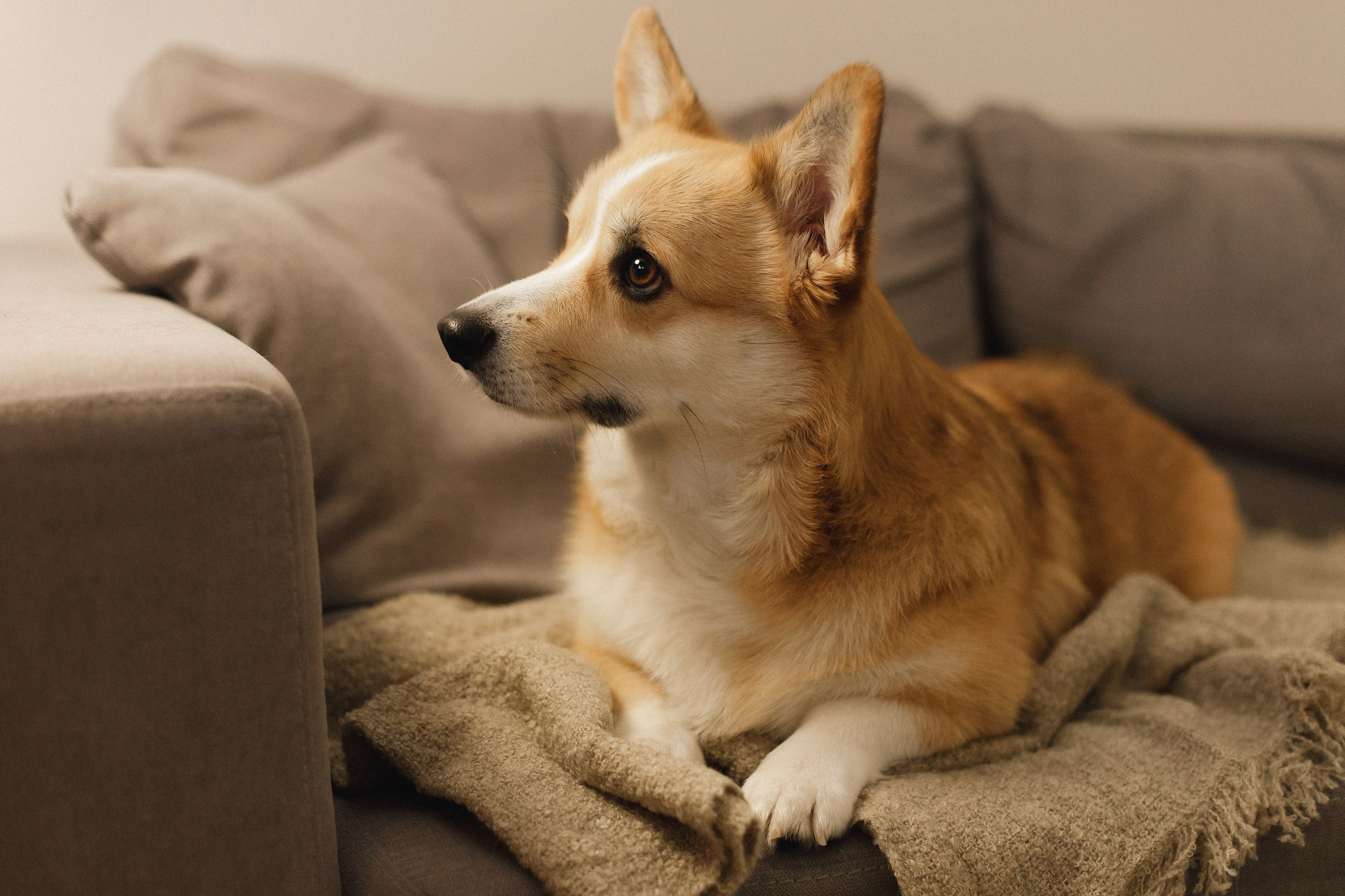 Dasha & Daisy. Kaja | fotograf psów we Wrocławiu