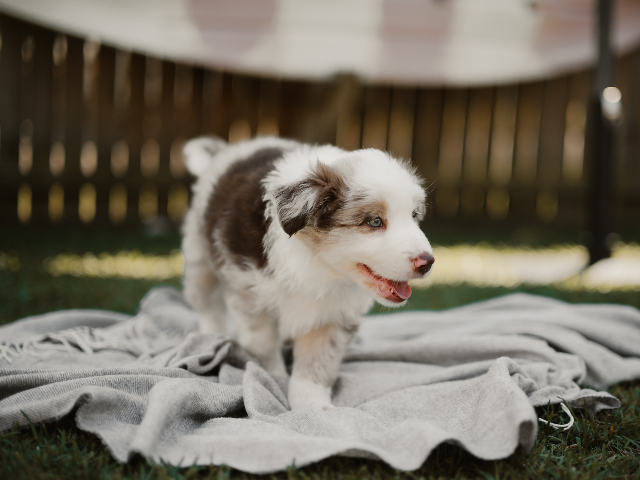 Goldies Collies — Pups. Natural and candid photography Jean Santiago