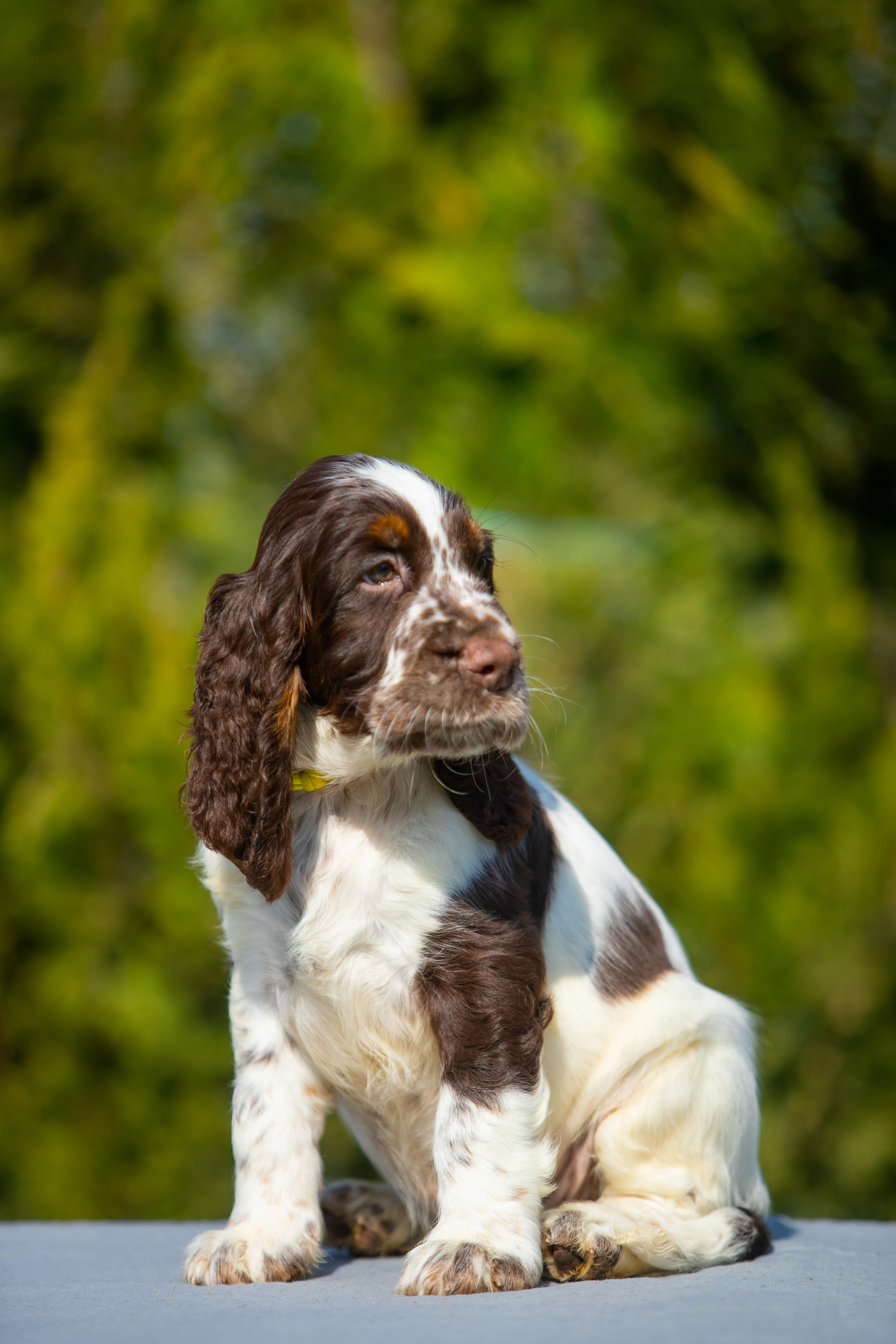 Male — Yellow collar 💛. Website of the titled stud dog of the Springer Spaniel breed