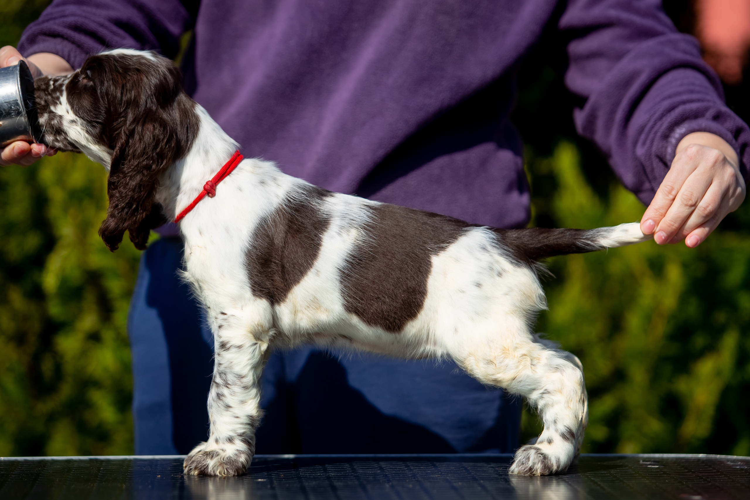Female — Red collar ❤️. Website of the titled stud dog of the Springer Spaniel breed