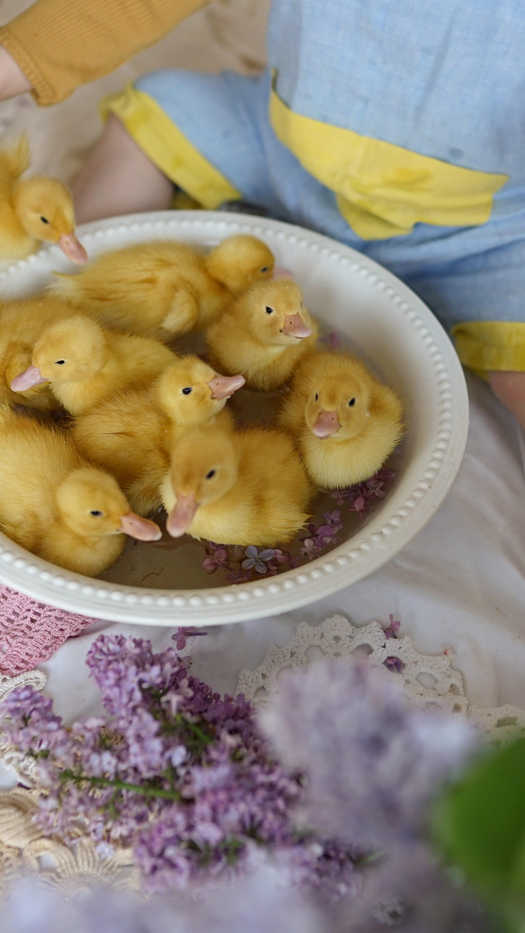 Ședințe Foto de Paște Brașov: Gălbenuș | Mădălina Beda. Madalina Beda- Artist vizual, fotograf, doula la nastere, consultant babywearing Brasov si in toata tara