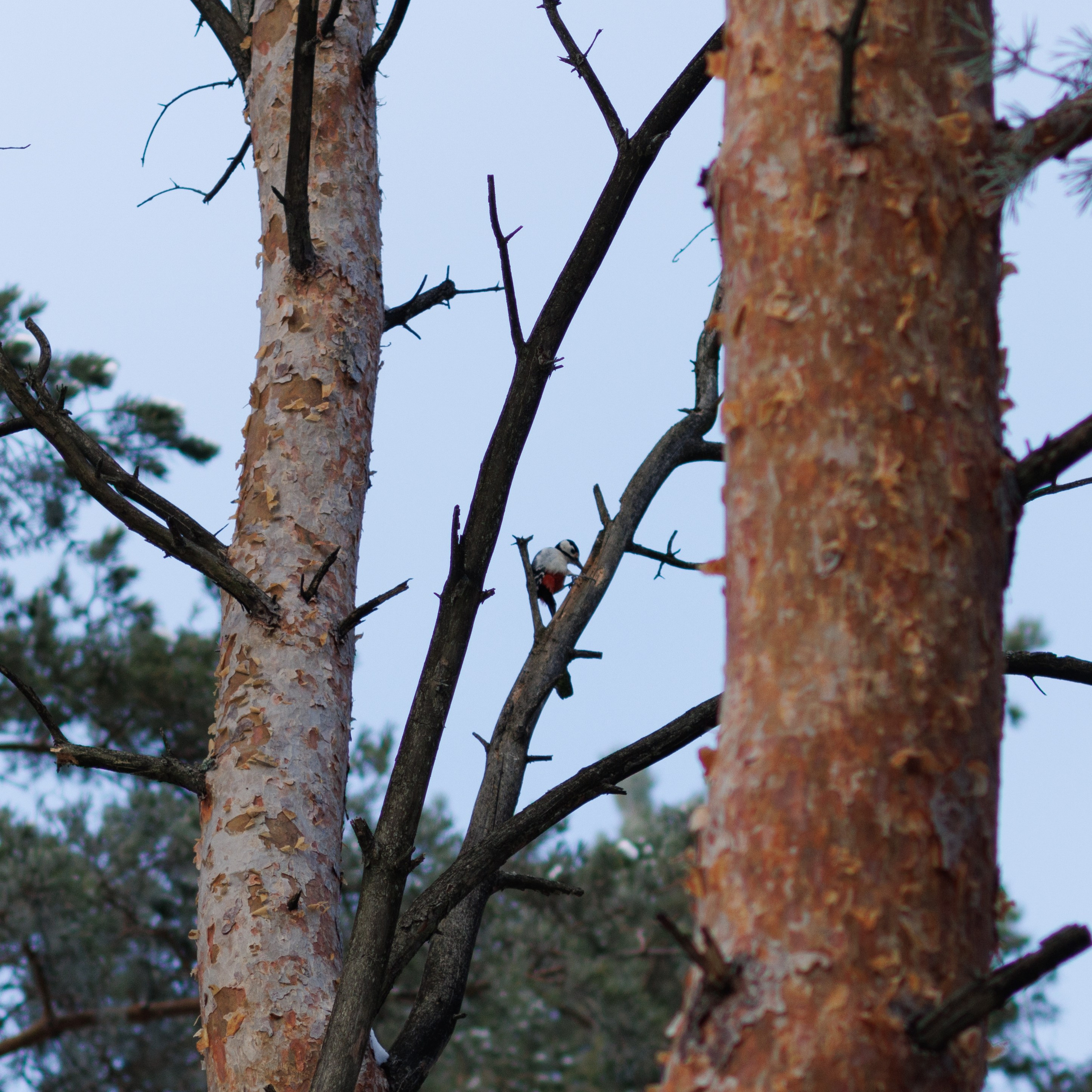 Nature. Portrait and Street photographer in Vilnius Edgar Shaipunas