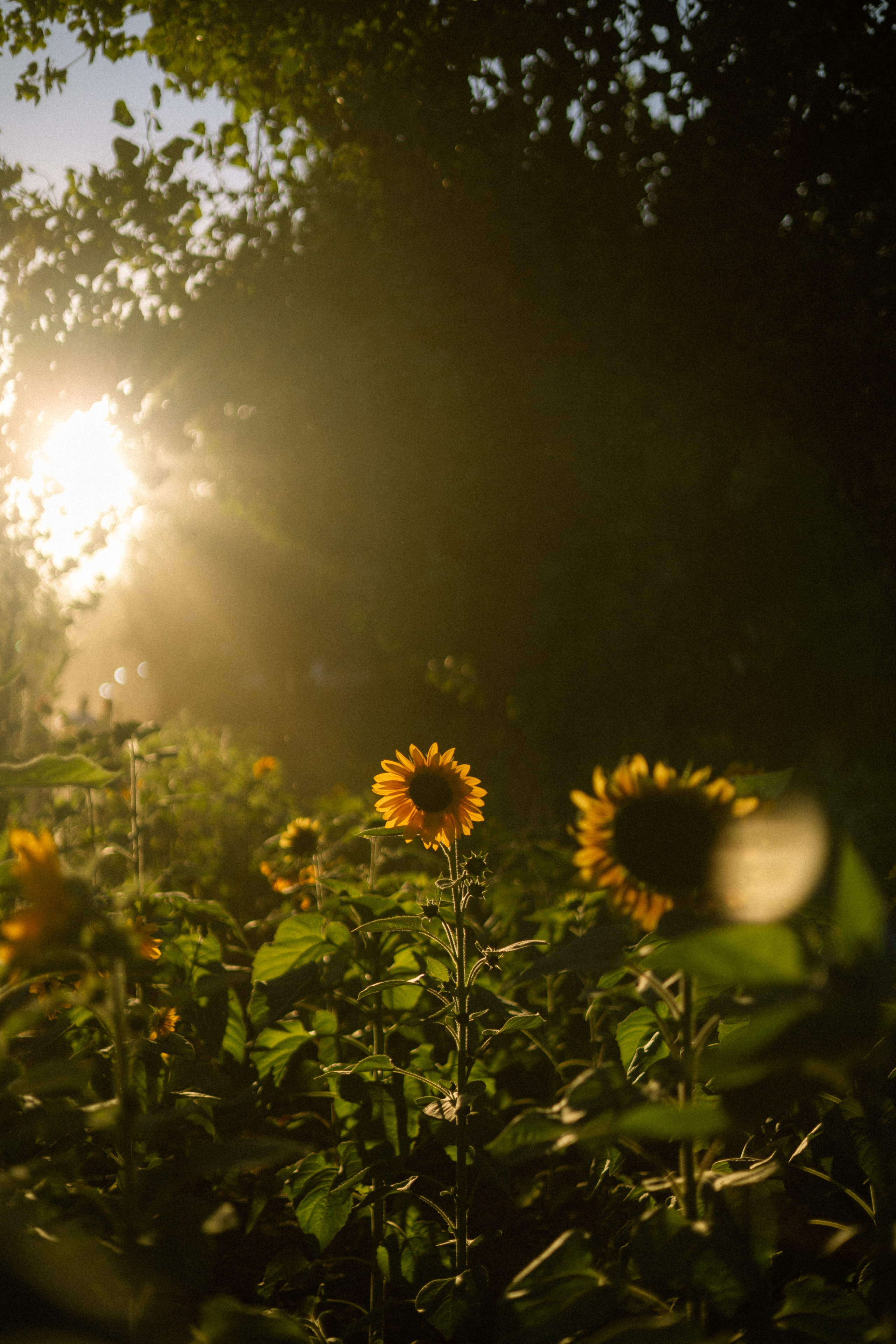 Julia, Sergey & Tessa at the Pumpkin Patch. Photographer in Los Angeles. Julia Ishmuratova