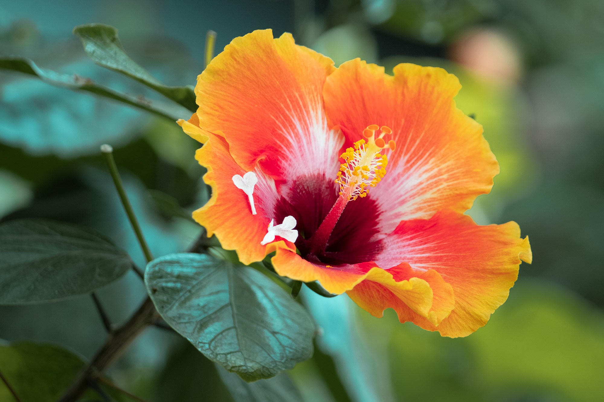 Animales y Naturaleza. Marisol Murillo Fotógrafa profesional en Chimalhuacán, Edo. de México