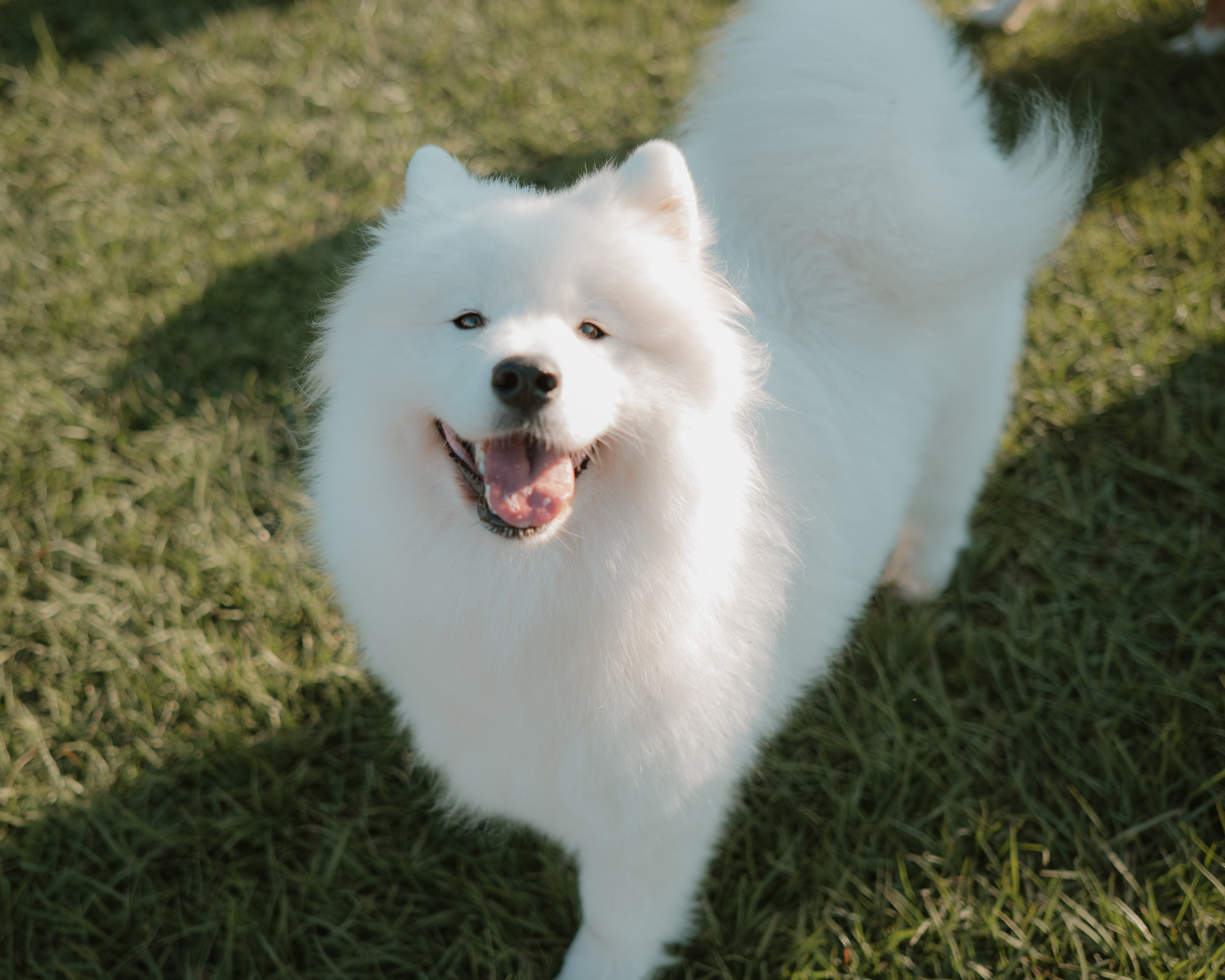 Dogs. Natural and candid photography Jean Santiago
