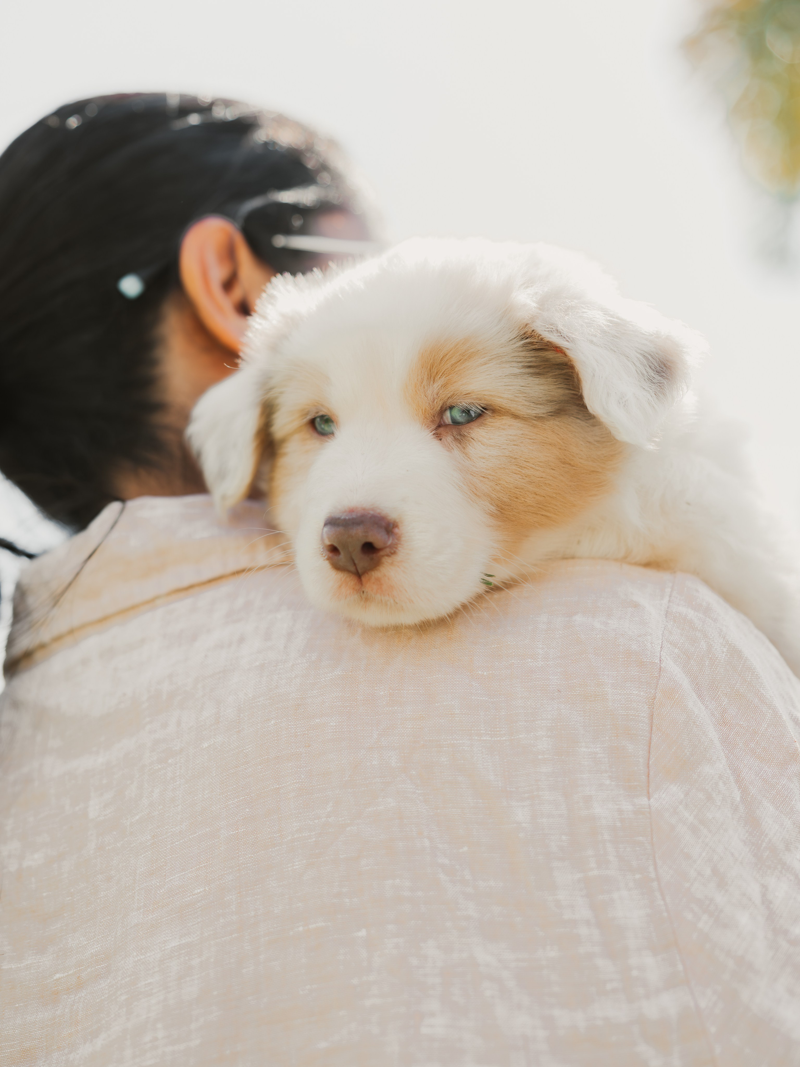 Goldies Collies — Pups. Natural and candid photography Jean Santiago