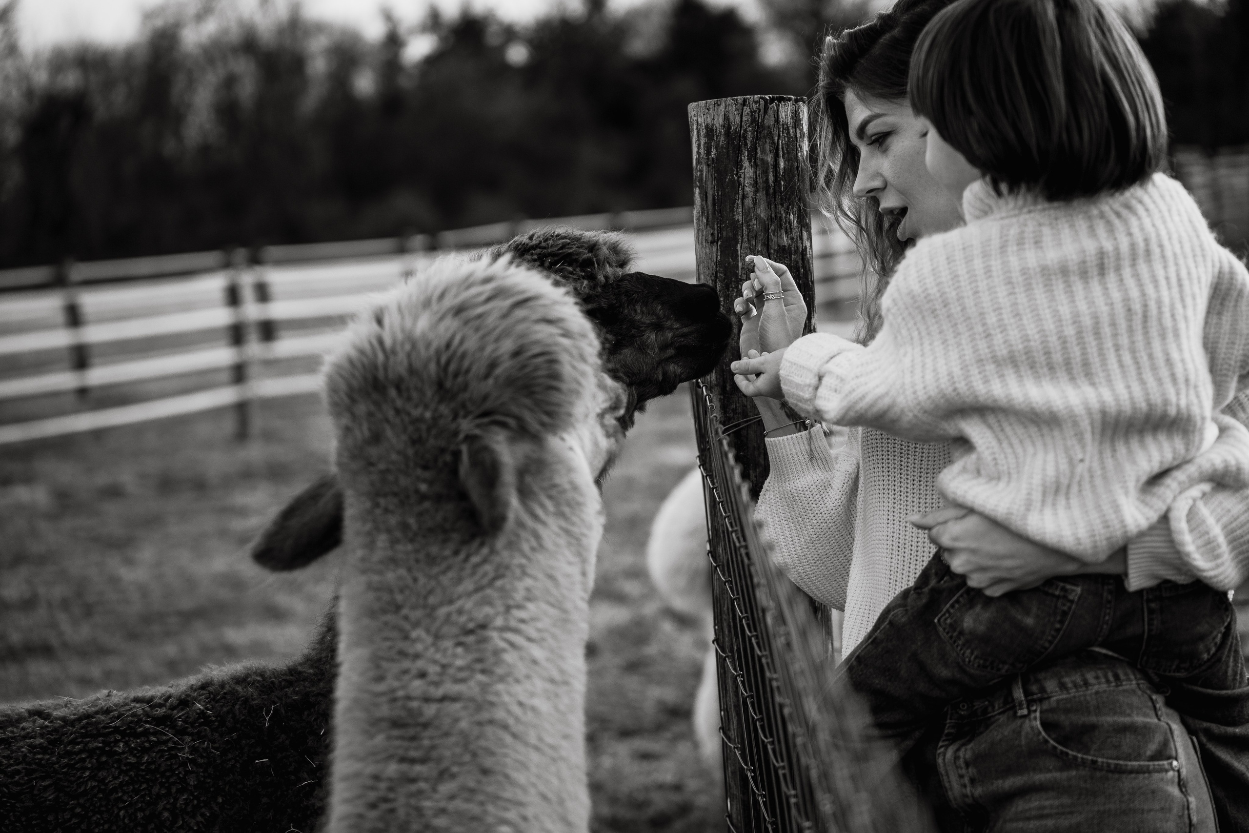 Alpaca’s farm. Wedding and family photographer and videographer PA, NJ, NY, DE, MD
