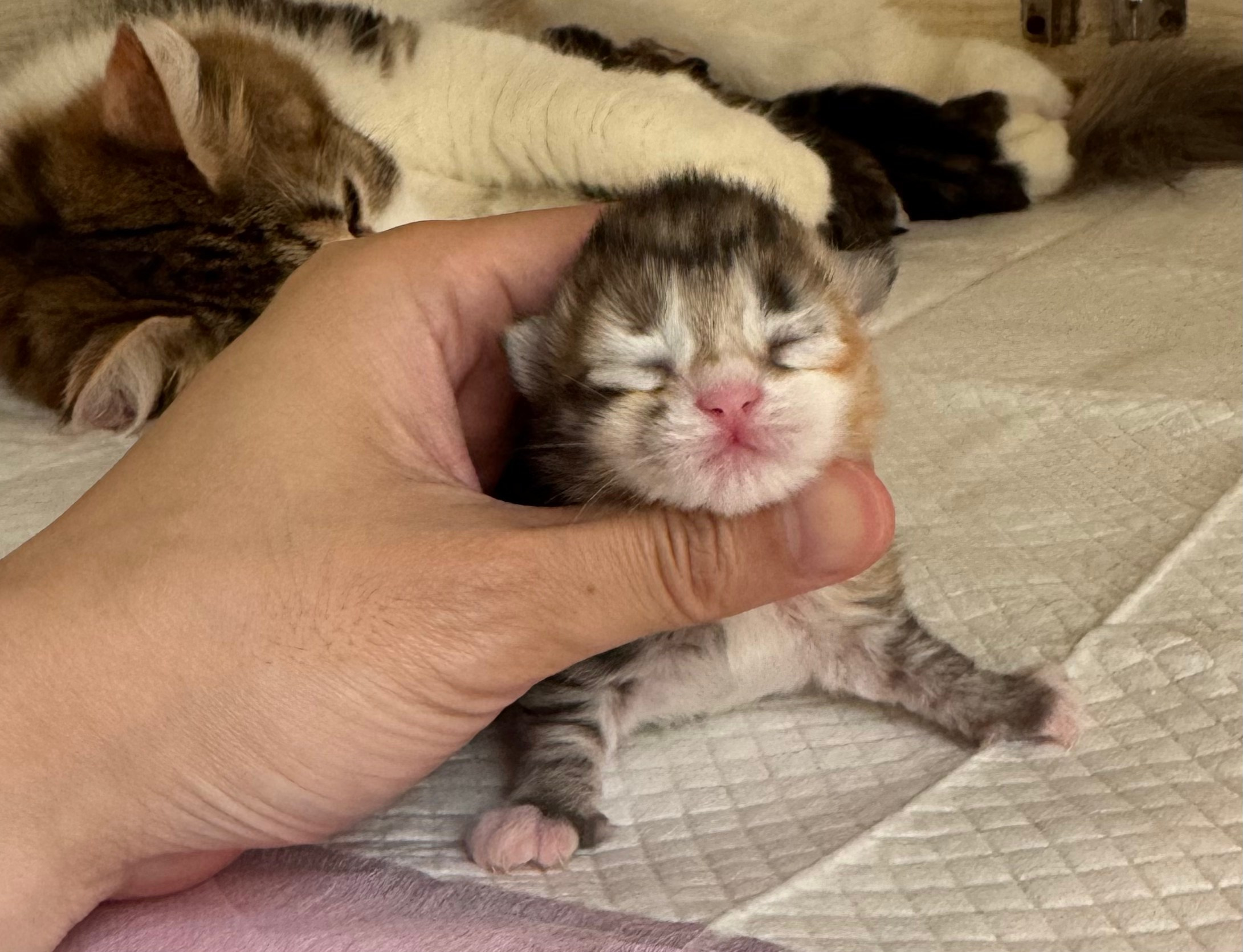 BROWN PTD TABBY & WHITE FEMALE