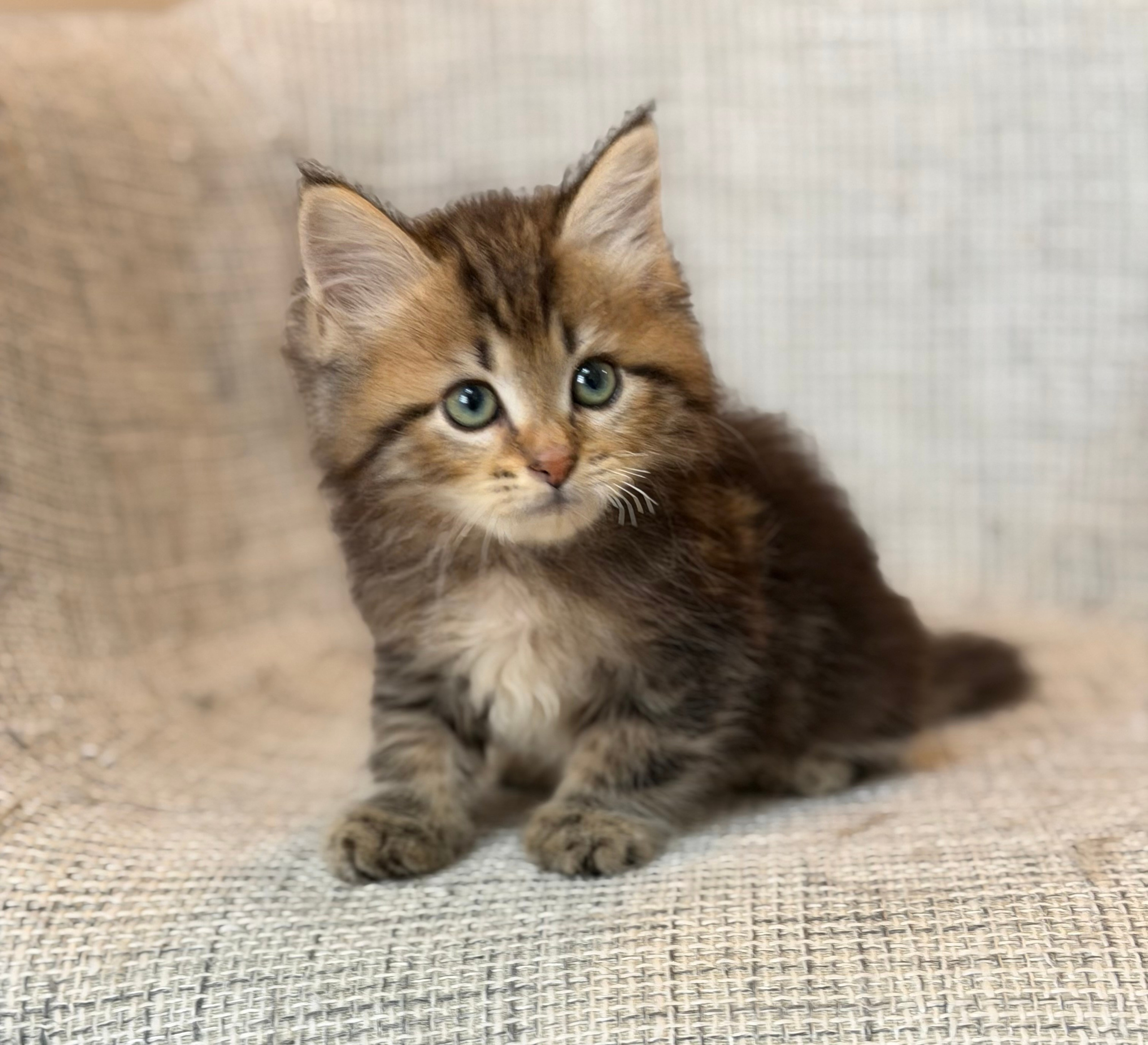 Flora Brown Tabby Female