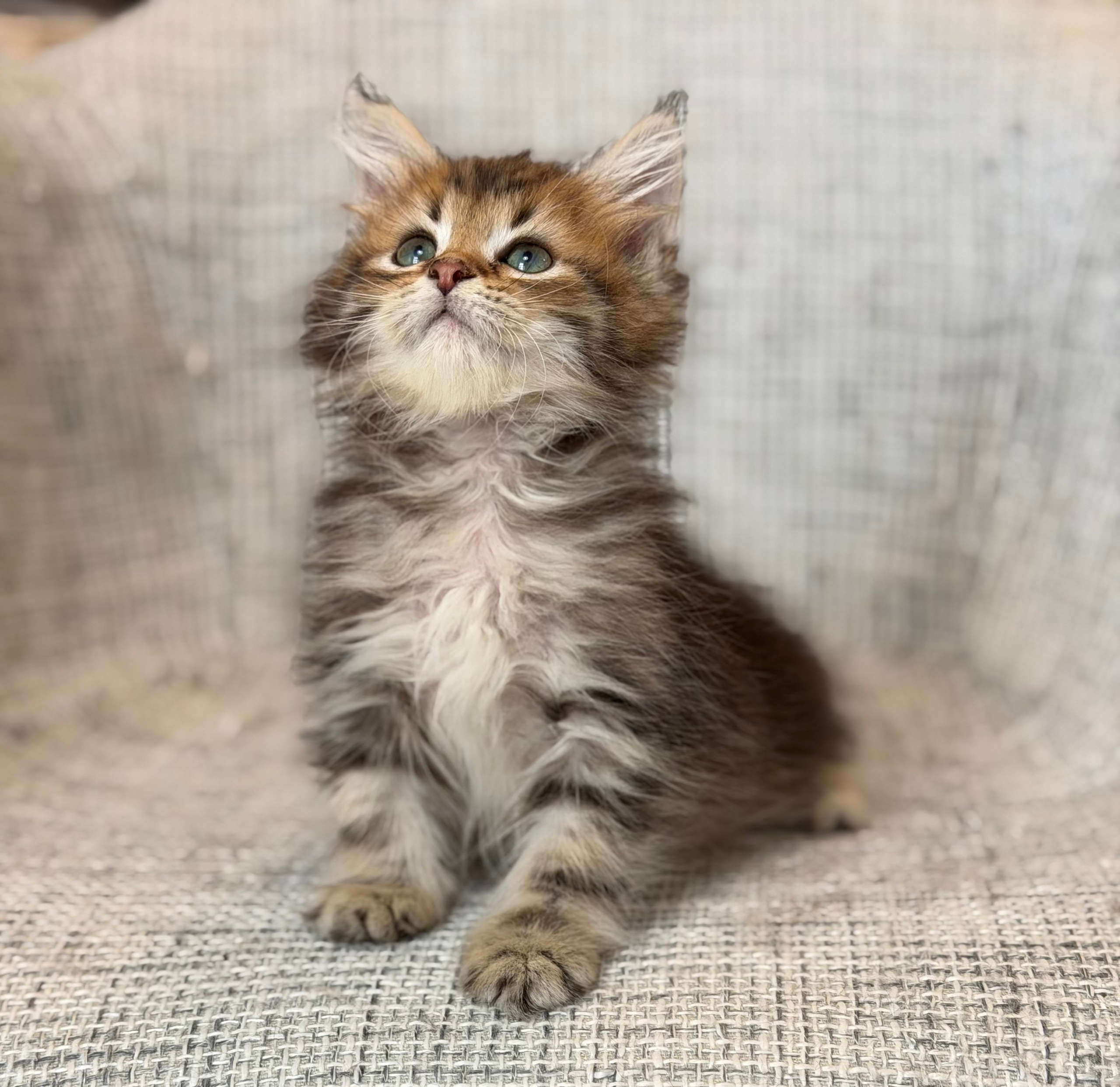 Faith Brown Tabby Female