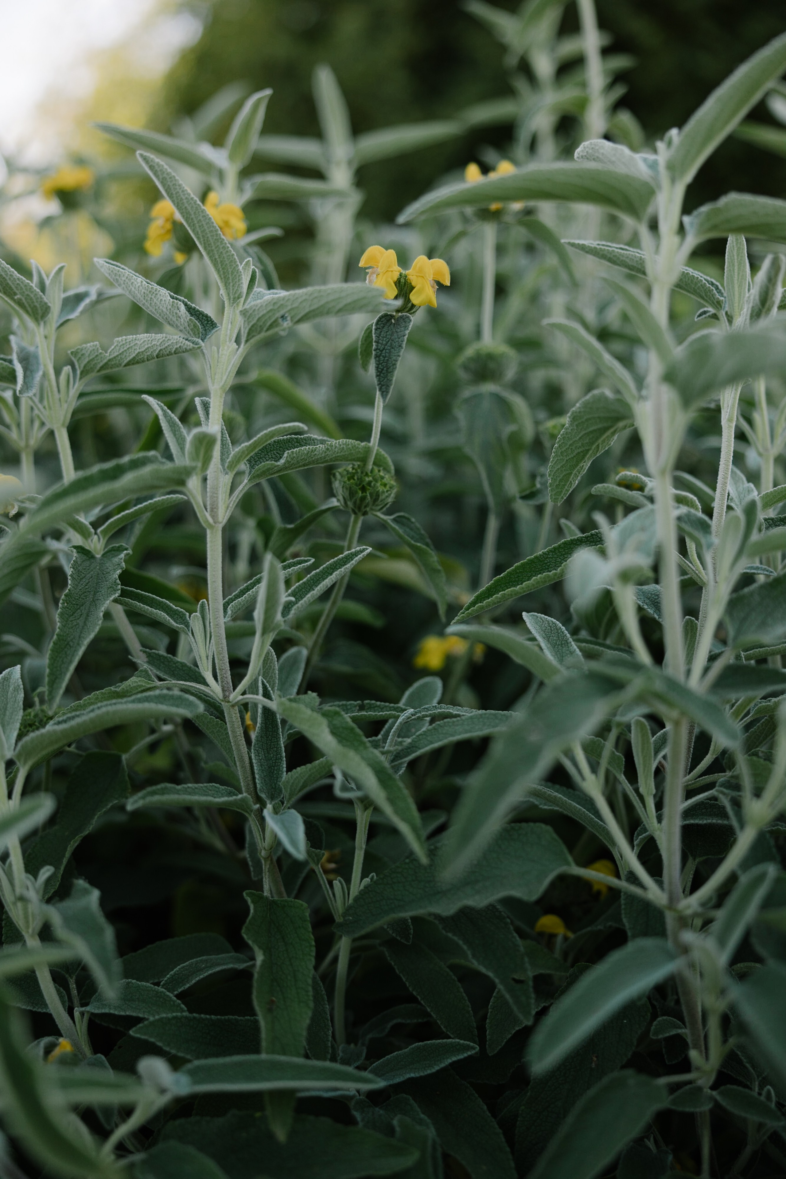 Melissa&Obaid. Wedding photographer Italy