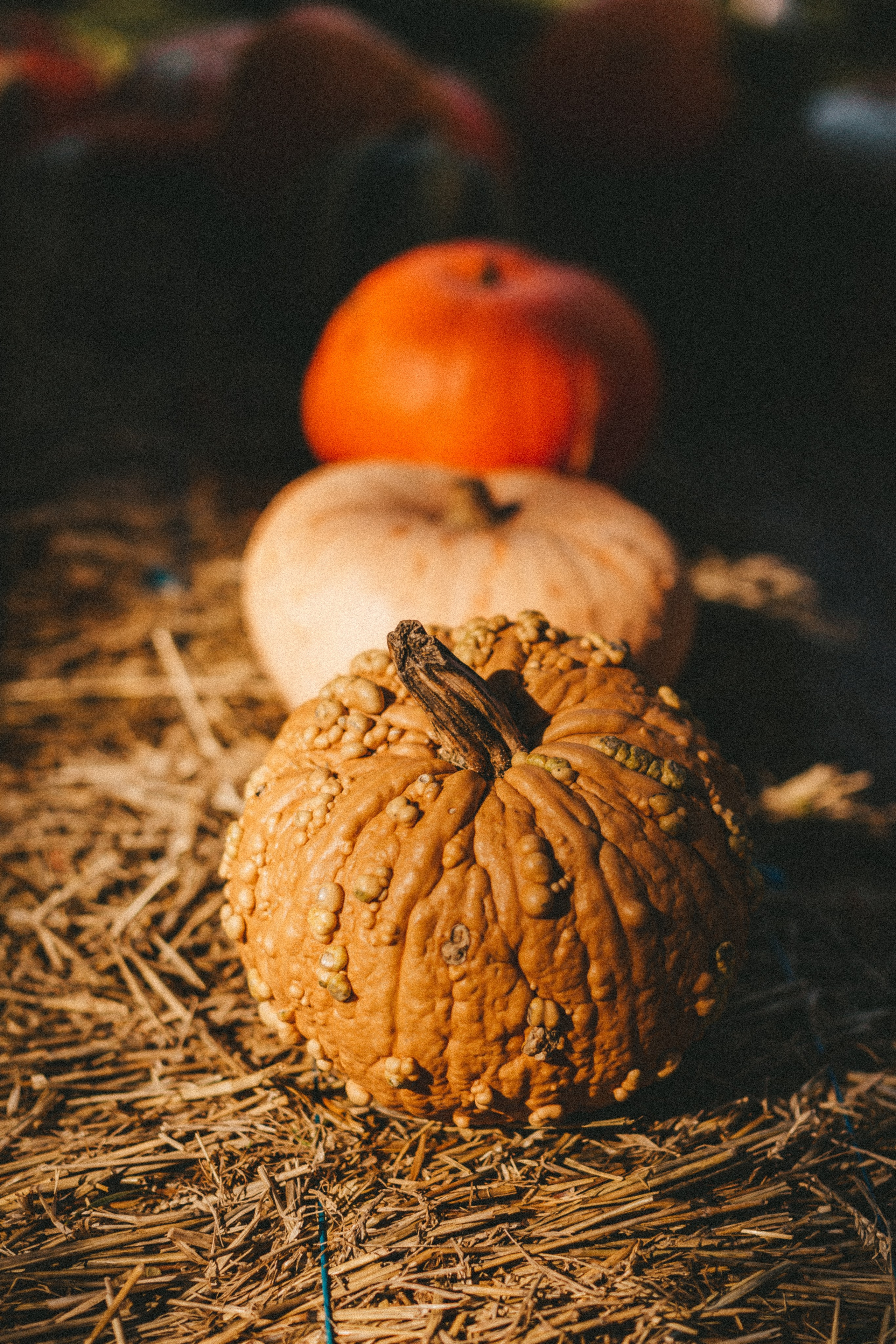 Фестиваль тыкв в Людвигсбурге. Фотограф в Германии — Мария Чистякова