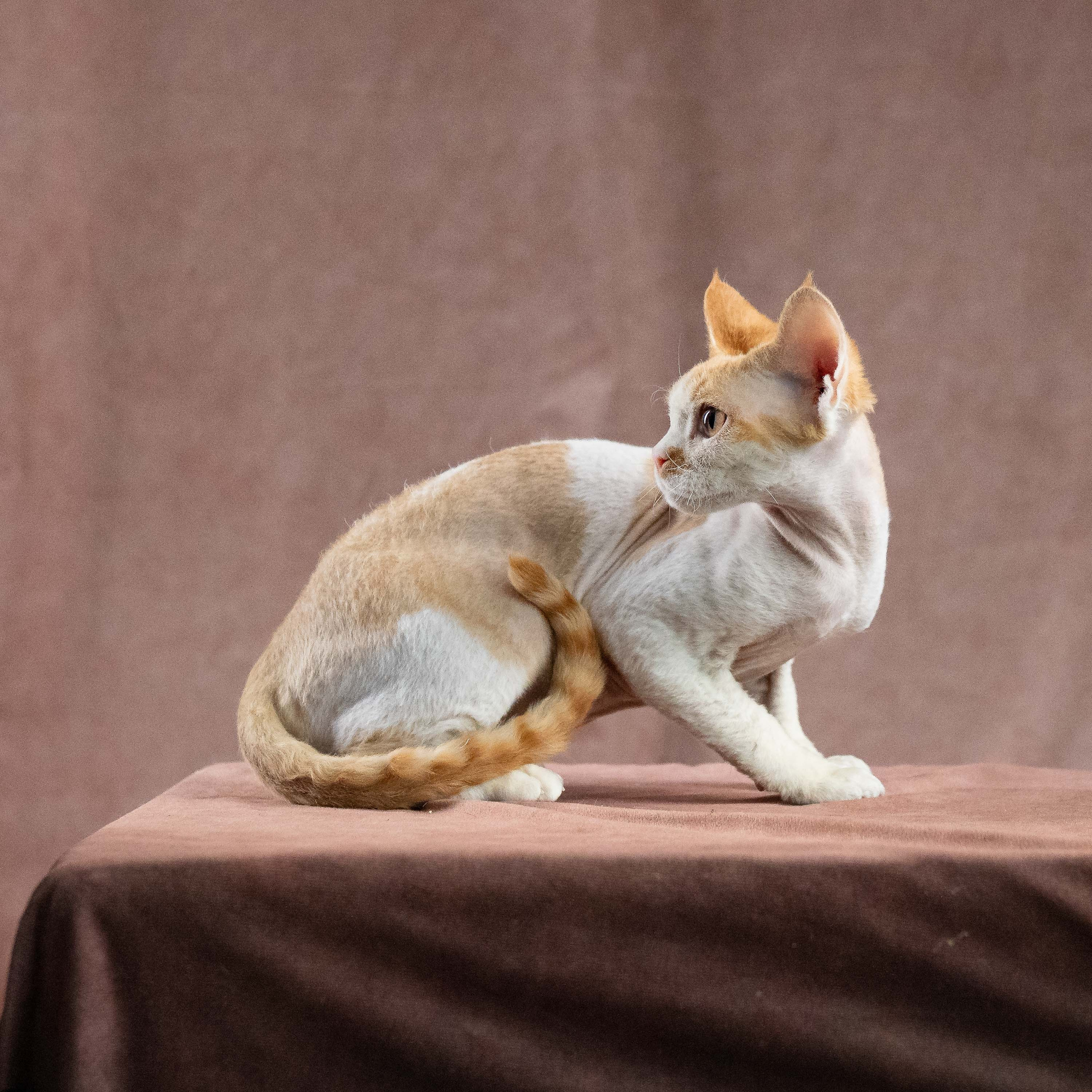 Nika. Devon Rex Pixie Cattery