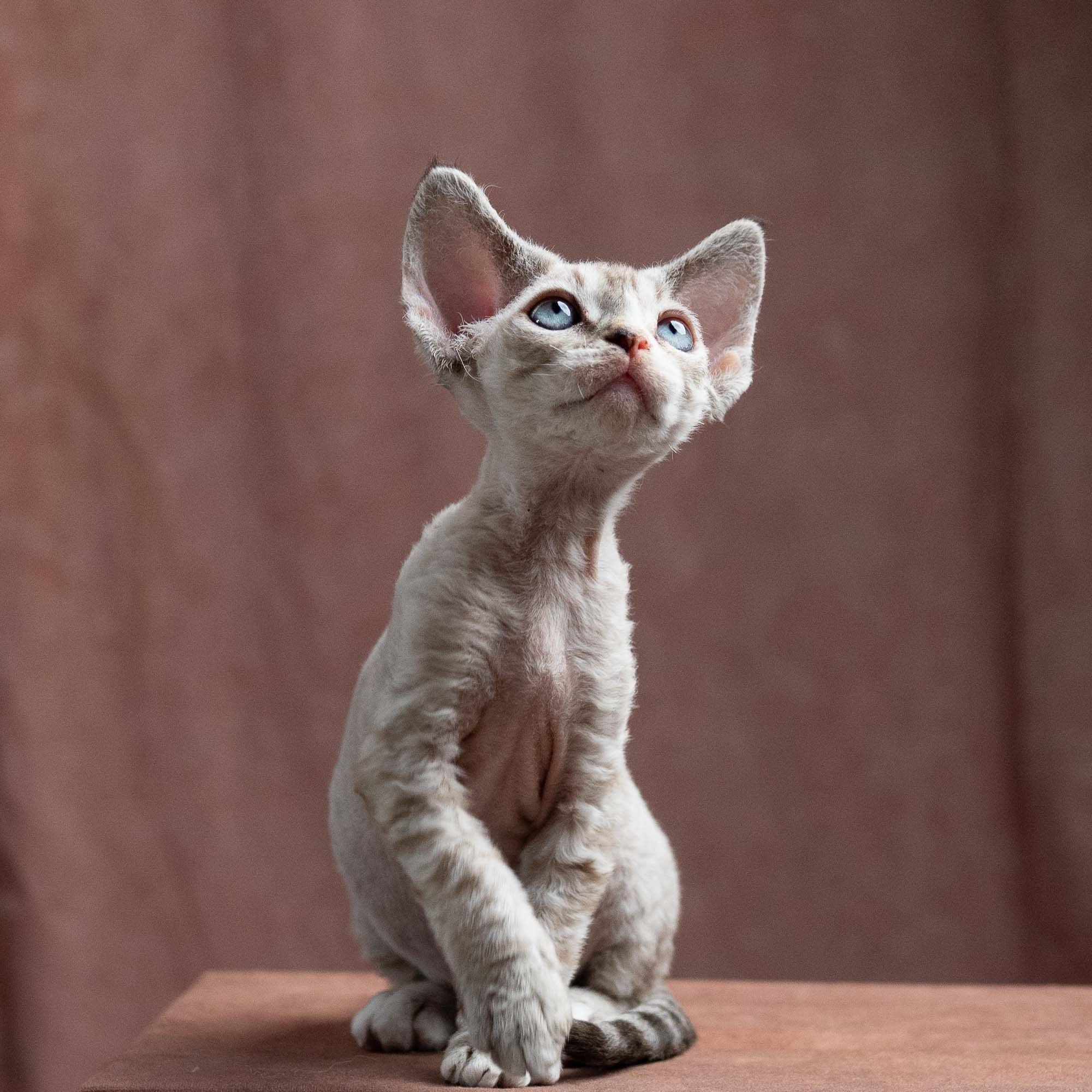 Fuzzy, boy, born on 01.01.25. Devon Rex Pixie Cattery