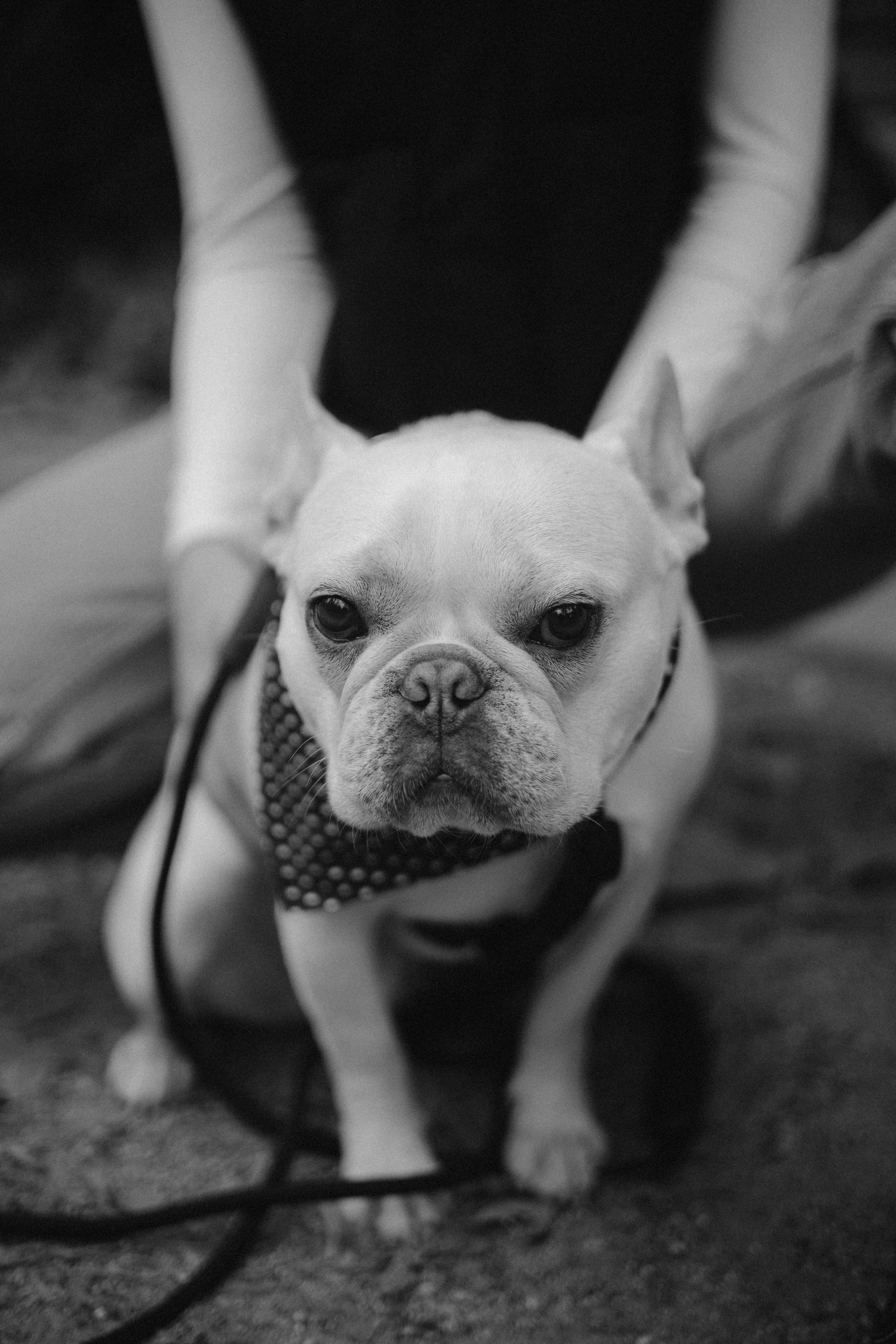 Alie & Asiago. Photographer in Los Angeles. Julia Ishmuratova