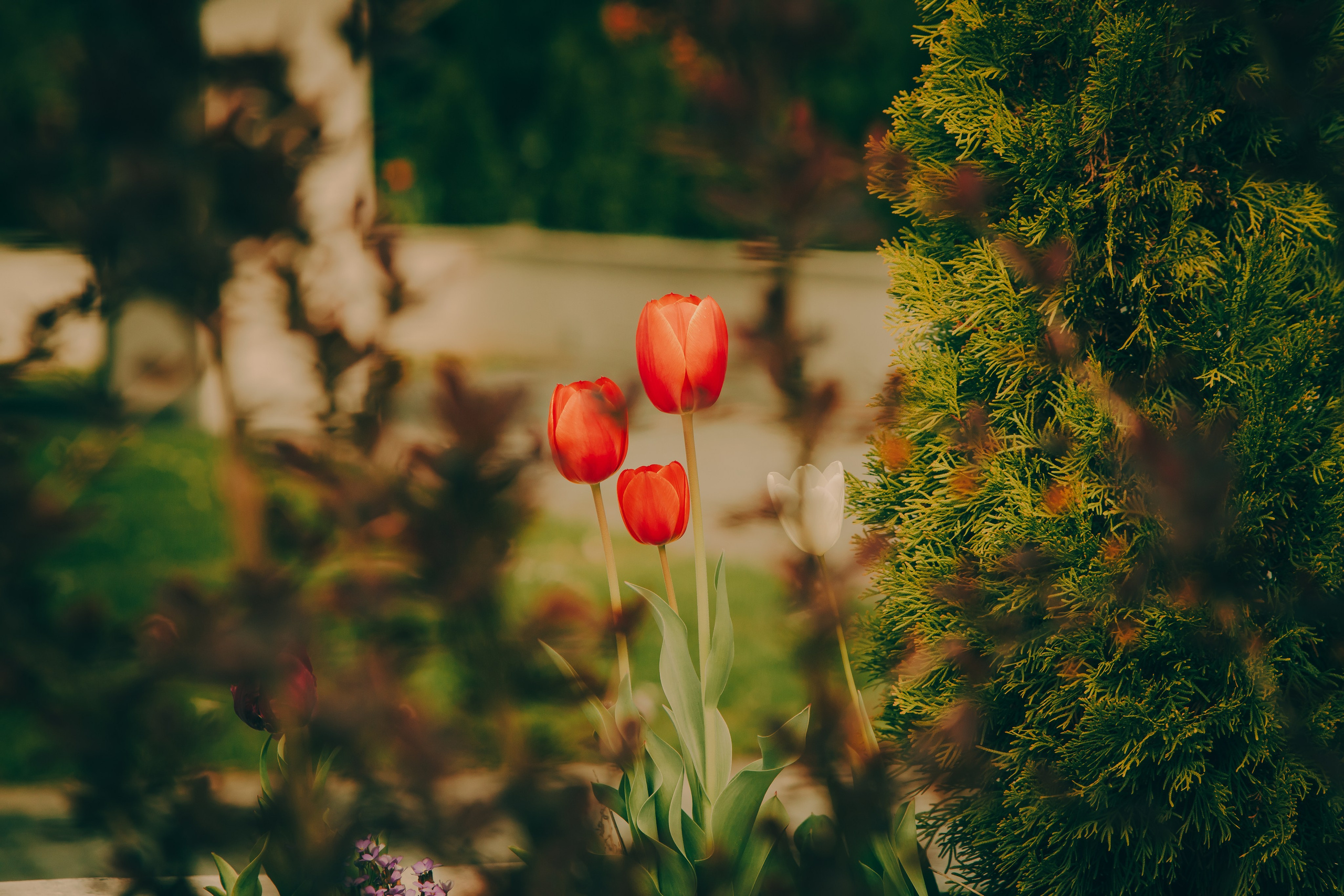 Portret bebeluș la botez realizat de Mitroi Iulian