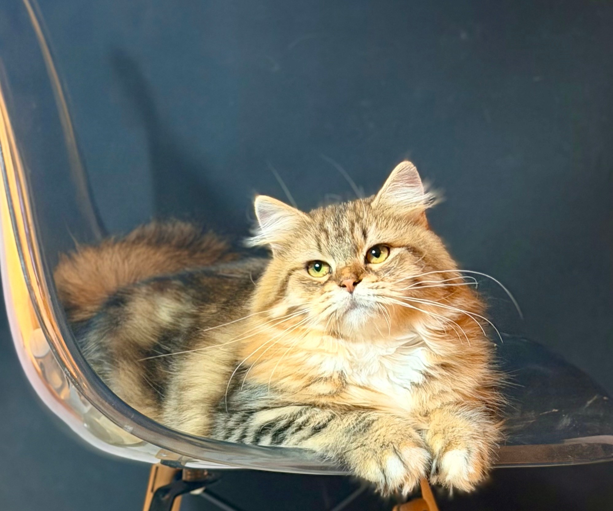 Ryabina. LEMON GREEN SIBERIANS 香港西伯利亞貓舍