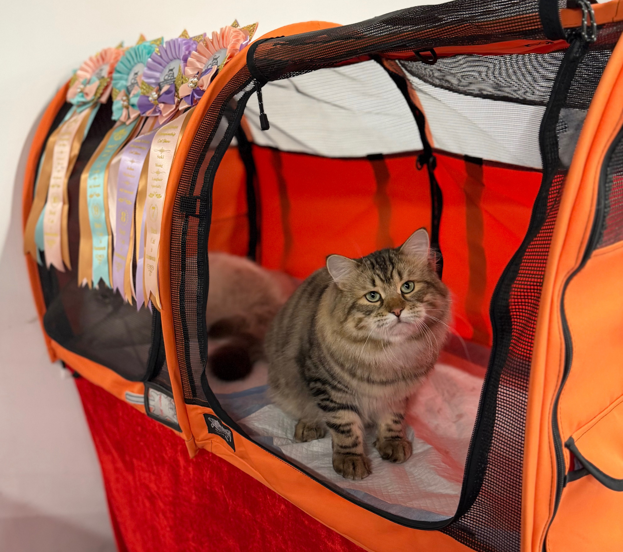 CFA WINTER CHAMPIONSHIP CAT SHOW 13 DEC 2025