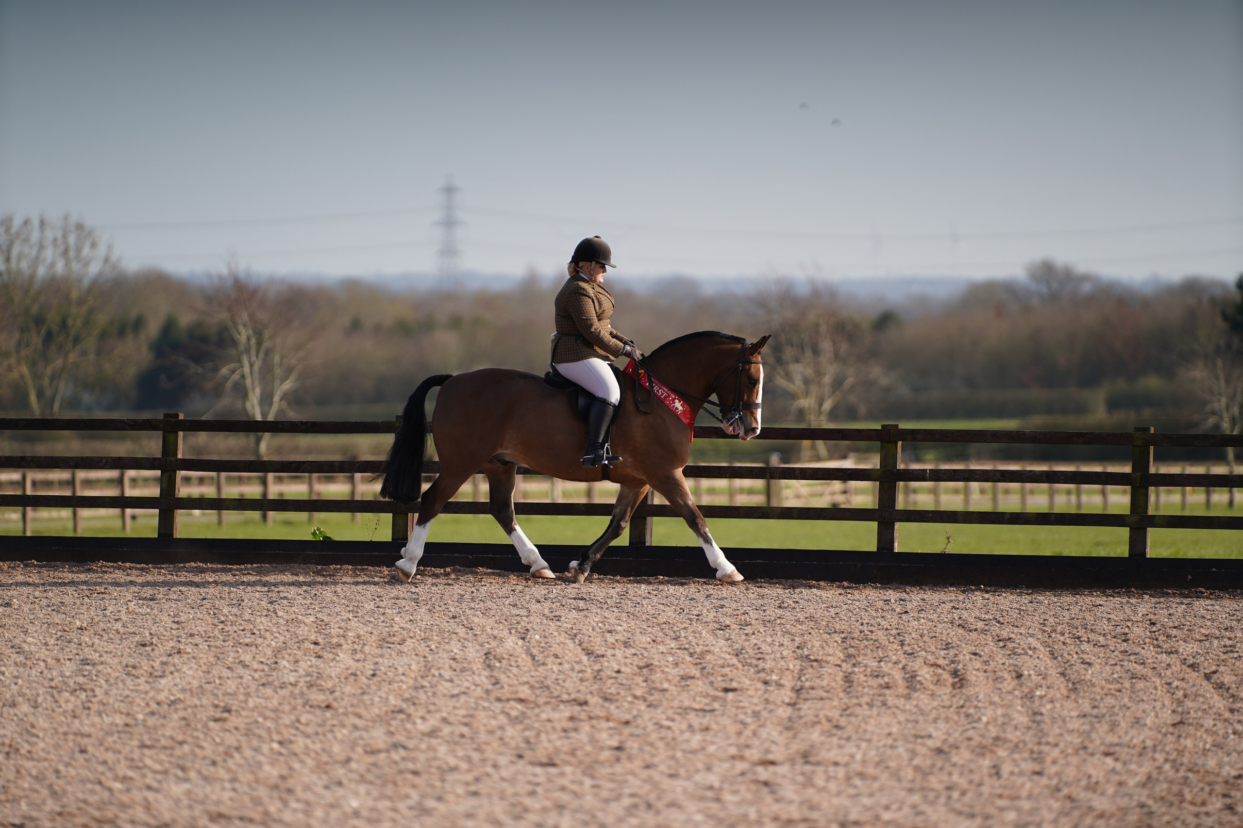 Showing. Leicestershire Equine Photography by El | Authentic Equine Portraits & Events