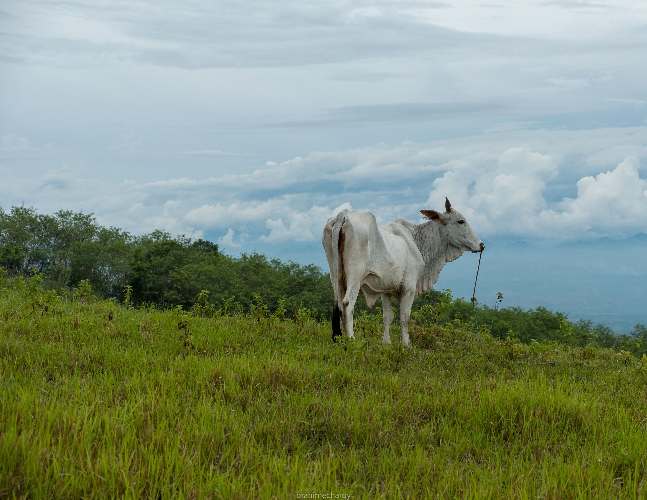 Фото. Брахим — фотограф