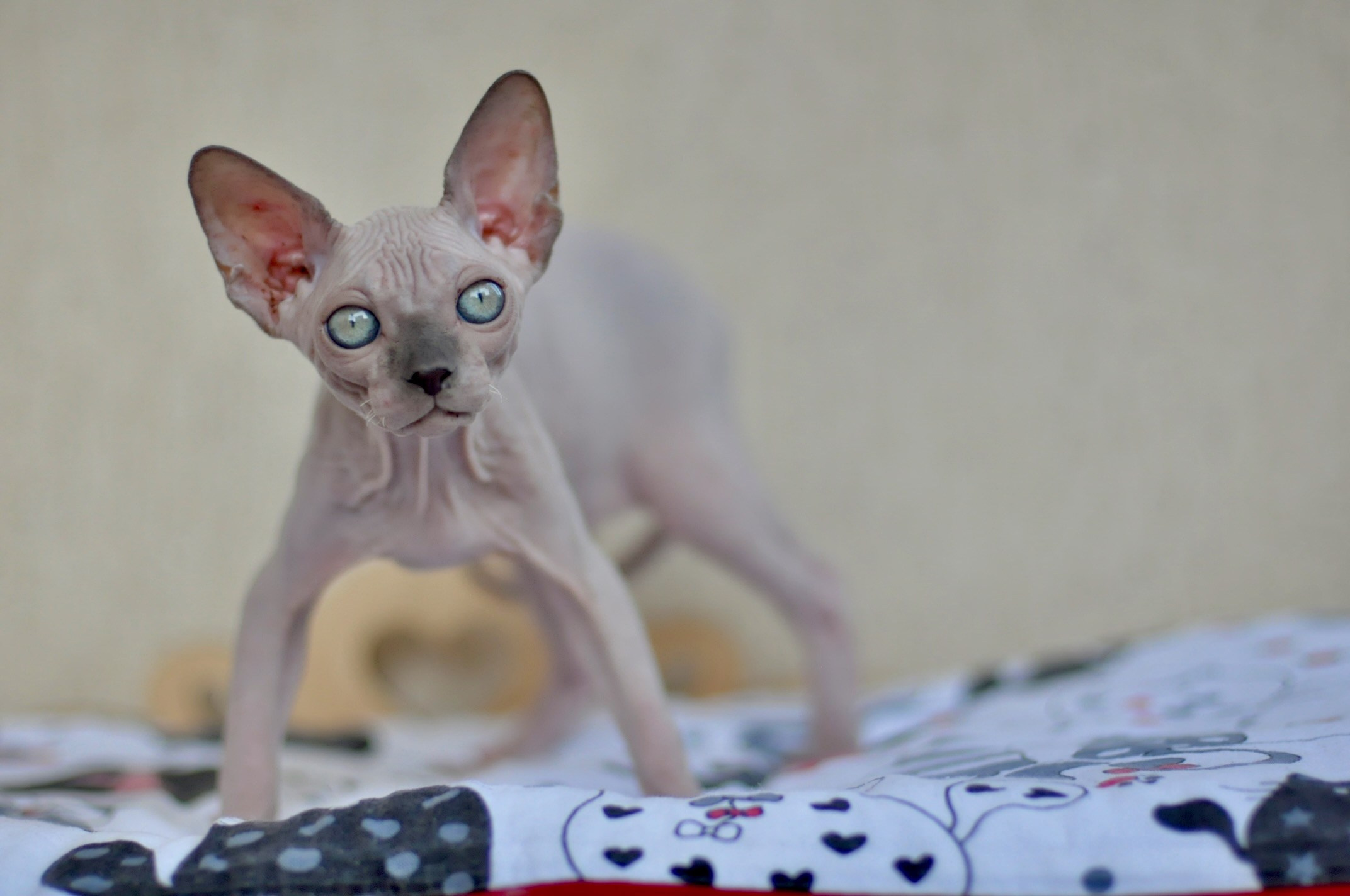 A cattery of Canadian Sphynx breed, located in Limassol, Cyprus