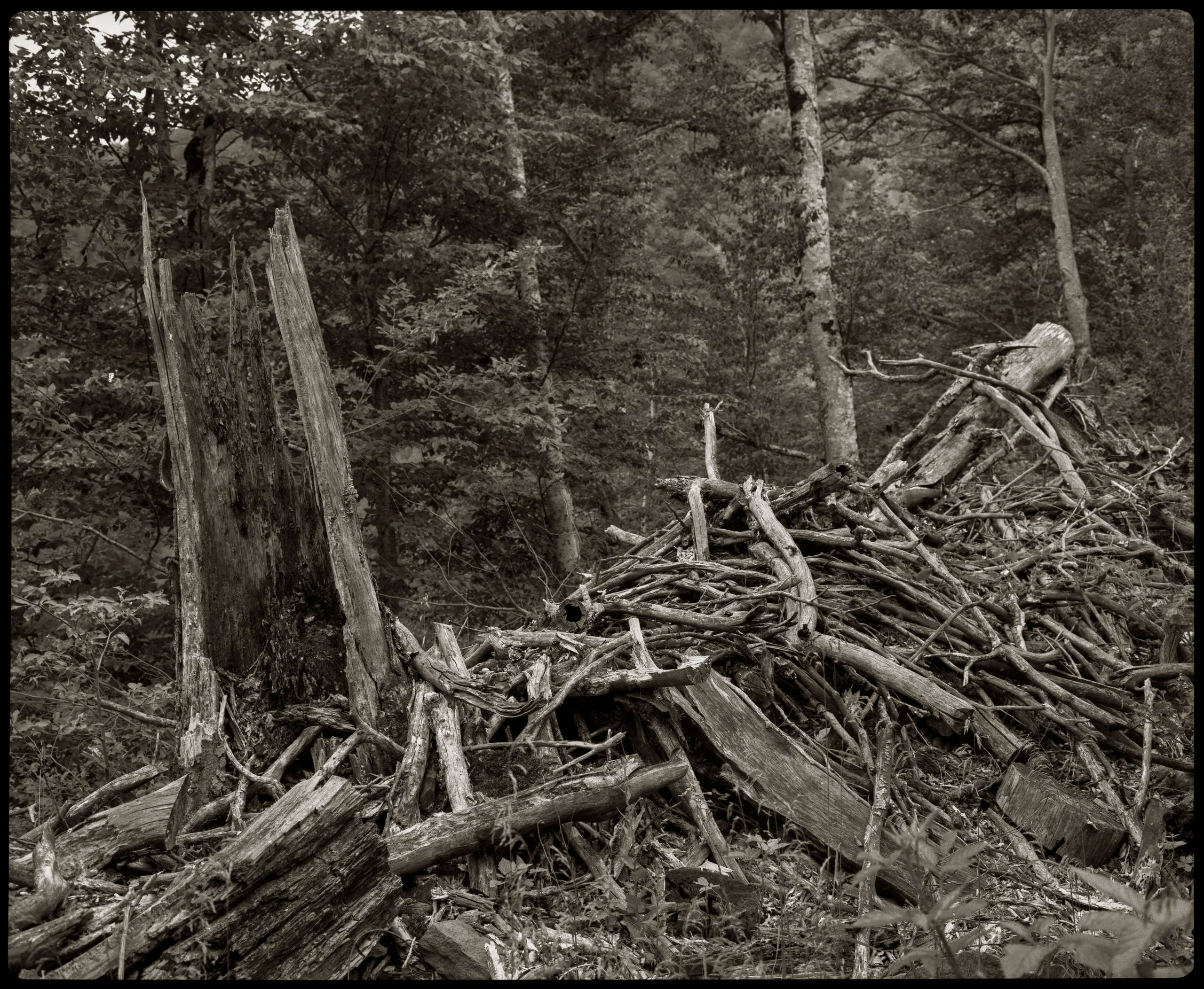 NATURE. Www.sananaleskerov.com