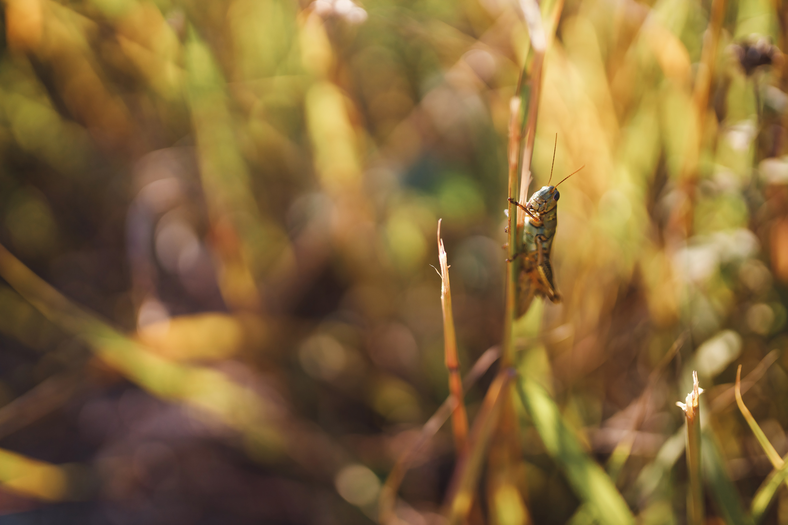 09.19.2020 Family photoshoot. Wedding family event photographer in Chicago Nick Yushevich