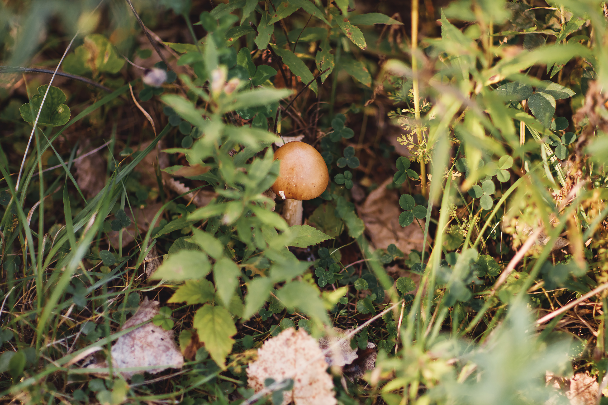 09.19.2020 Family photoshoot. Wedding family event photographer in Chicago Nick Yushevich